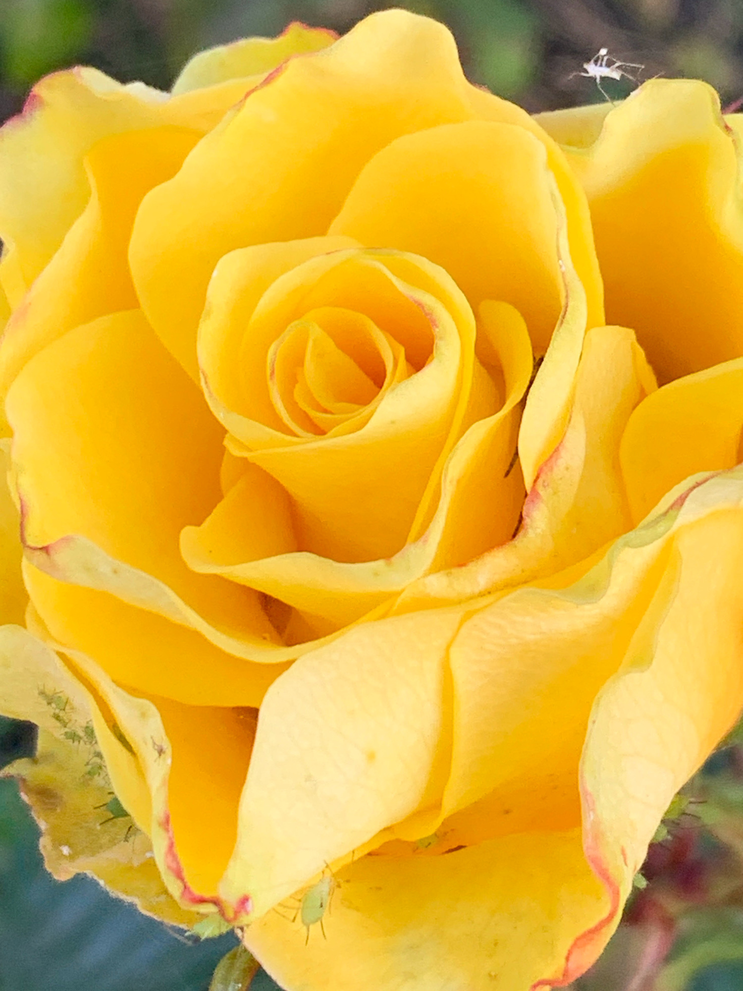 The image is a close-up, eye-level, vertical shot of a bright yellow rose. The rose is in full bloom, with layers of petals unfurling towards the center. The edges of some petals have a subtle reddish-pink hue. The background is a soft blur of green, suggesting foliage.
In the upper right quadrant of the image, a small, light-colored insect, possibly a fly or a gnat, is perched on a petal. In the lower left and bottom center of the image, several small, light green insects, which appear to be aphids, are visible on the petals and leaves.
The scene is a natural outdoor setting, likely a garden or park. There is no indication of the city of Prokopyevsk, Russia, in the image itself.