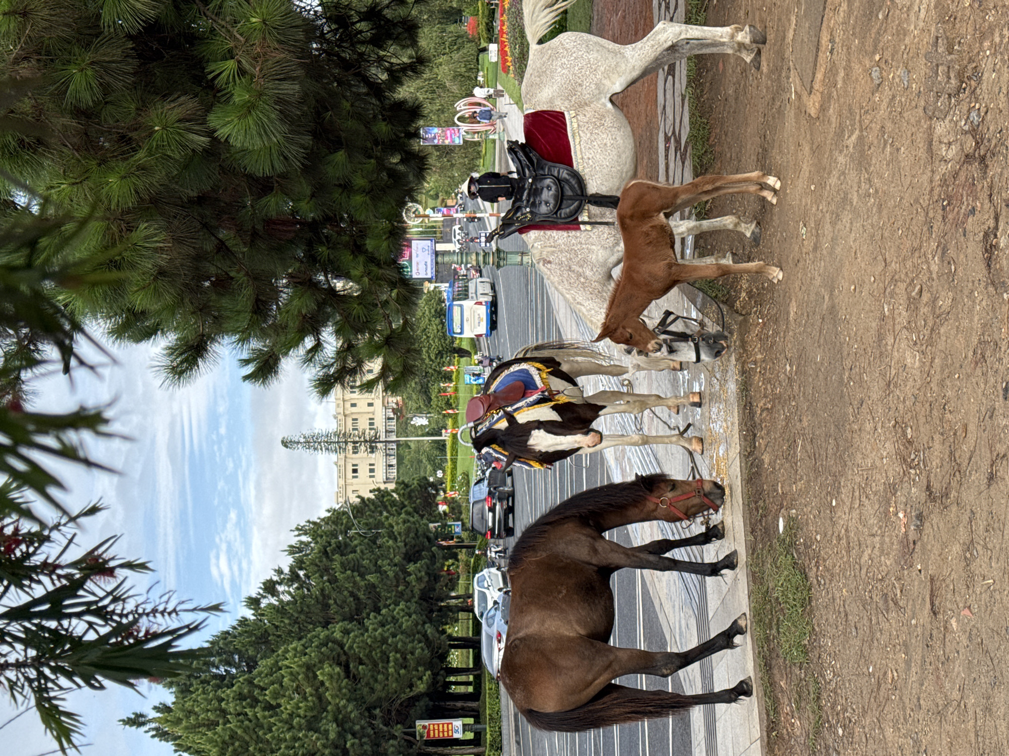The image depicts a street scene in Da Lat, Vietnam, featuring several horses standing on a sidewalk adjacent to a road with vehicular traffic. Three horses are prominent: a brown horse at the bottom, a black-and-white horse in the middle, and a white horse with a red saddle at the top. A brown foal is standing near the white horse. The horses are wearing bridles and saddles. Behind the horses, vehicles are driving along the road and pedestrians can be seen walking. Buildings and trees are visible in the background. The photograph seems to be taken from a low angle, looking up toward the horses and the city beyond. The ground appears to be paved, transitioning from a concrete sidewalk to a dirt path. The weather is clear.