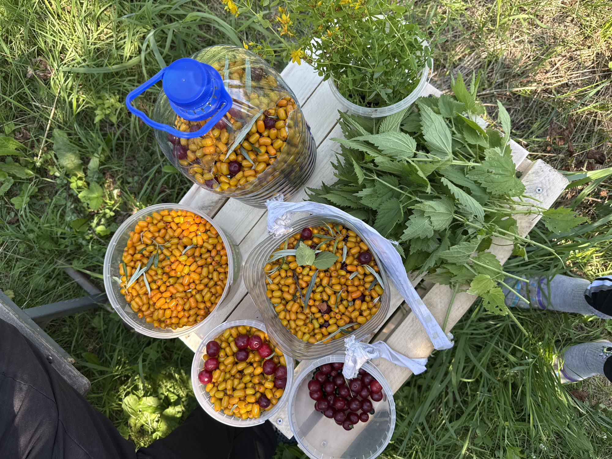 An overhead, high-angle shot shows a collection of harvested berries and herbs laid out on a wooden table in a grassy, outdoor environment. In the center of the frame is a large, clear plastic bottle filled with sea buckthorn berries and a few dark berries, capped with a bright blue lid. To the left of the bottle, three clear plastic containers hold more berries. The top container holds a mix of sea buckthorn and dark cherries. The container below that holds only dark cherries. The container to the right of the bottle holds sea buckthorn berries and a few dark berries. In front of the table, a pile of fresh green stinging nettle leaves and a small container of green herbs are visible. The ground around the table is covered with green grass and some dry leaves. The legs of a person wearing grey socks and black pants are visible in the bottom left corner of the frame, indicating their presence at the scene. The scene appears to be set in a natural, possibly rural location.