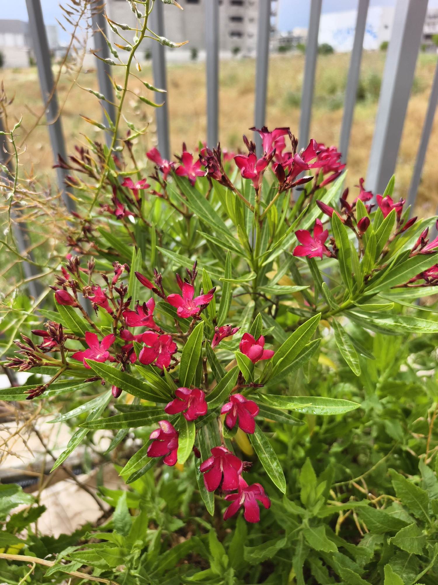 The image captures a close-up view of a flowering bush with red flowers and elongated green leaves. The plant appears to be outdoors, as a gray metal fence and a blurred cityscape, possibly located in the Jezreel Valley Regional Council, Israel, can be seen in the background. The flowers are in various stages, some fully bloomed and others still in bud form. Various other green plants surround the bush at its base. The overall scene is natural and appears to be captured during daylight.