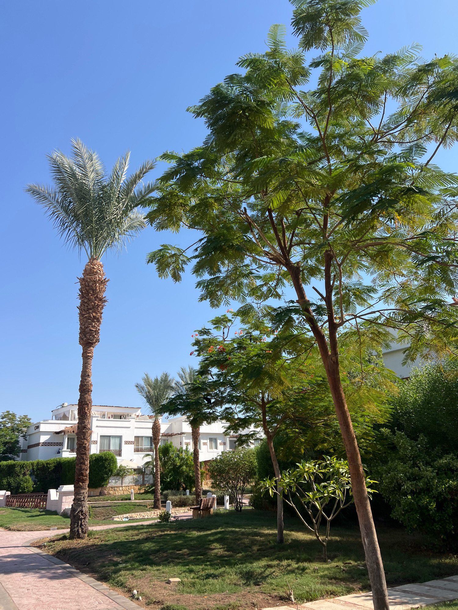 The image depicts a resort-like environment in Sharm El Sheikh, Egypt, characterized by palm trees, lush greenery, and white residential buildings. A tall date palm stands prominently on the left, while a feathery-leaved tree dominates the right side of the frame. In the background, several white buildings with flat roofs and balconies are visible, surrounded by manicured lawns and hedges. The scene suggests a warm, sunny day with a clear blue sky. The foreground shows a paved walkway with a textured pattern. No people are present in the image.