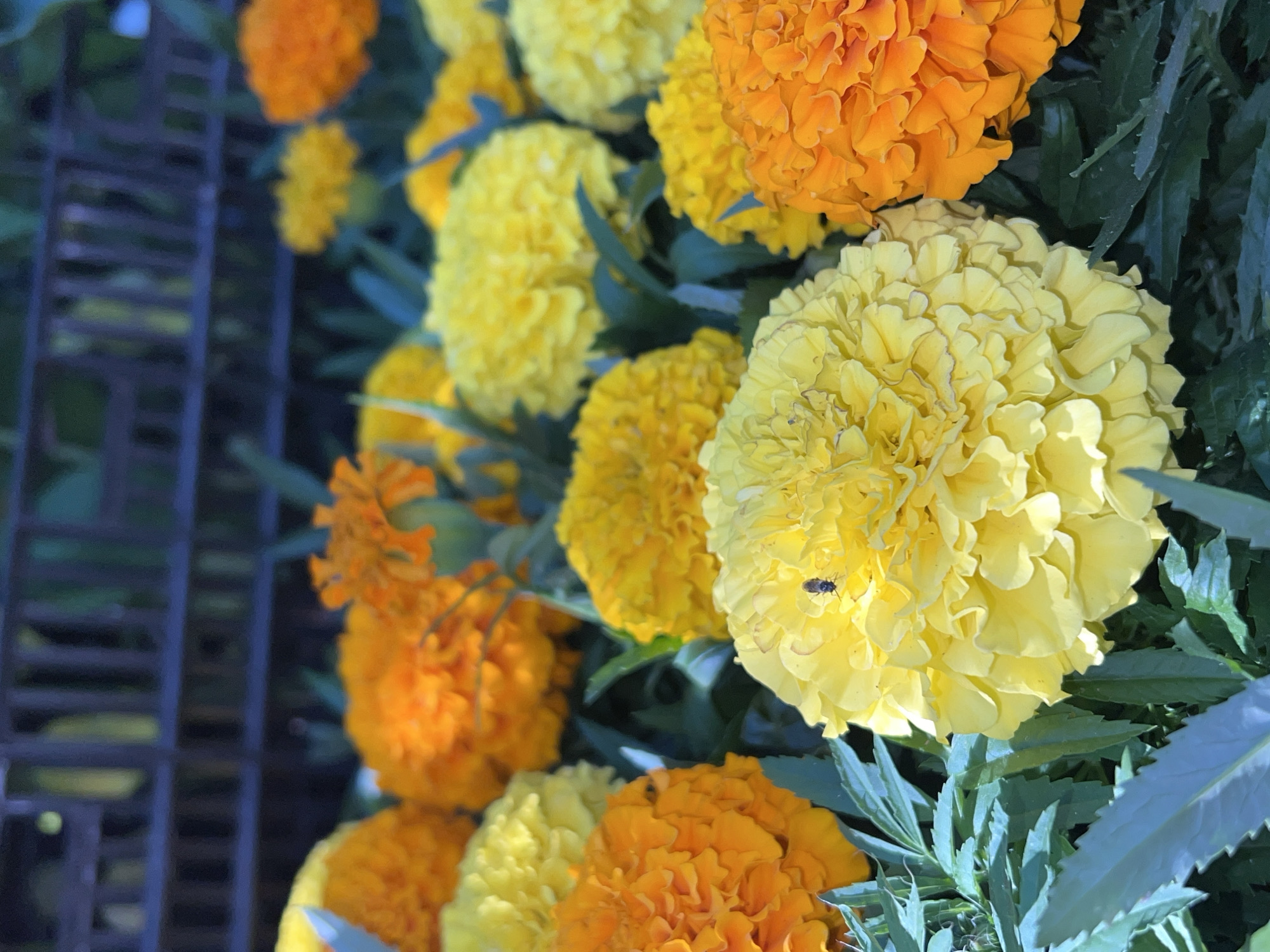The image depicts a close-up of marigold flowers, a mix of yellow and orange blooms. Green foliage is visible amidst the flowers. A small dark insect is on one of the yellow marigolds. A metal fence structure appears blurred in the background. The location is possibly Chaikovsky, Russia, though there is no definitive evidence in the image to confirm this.