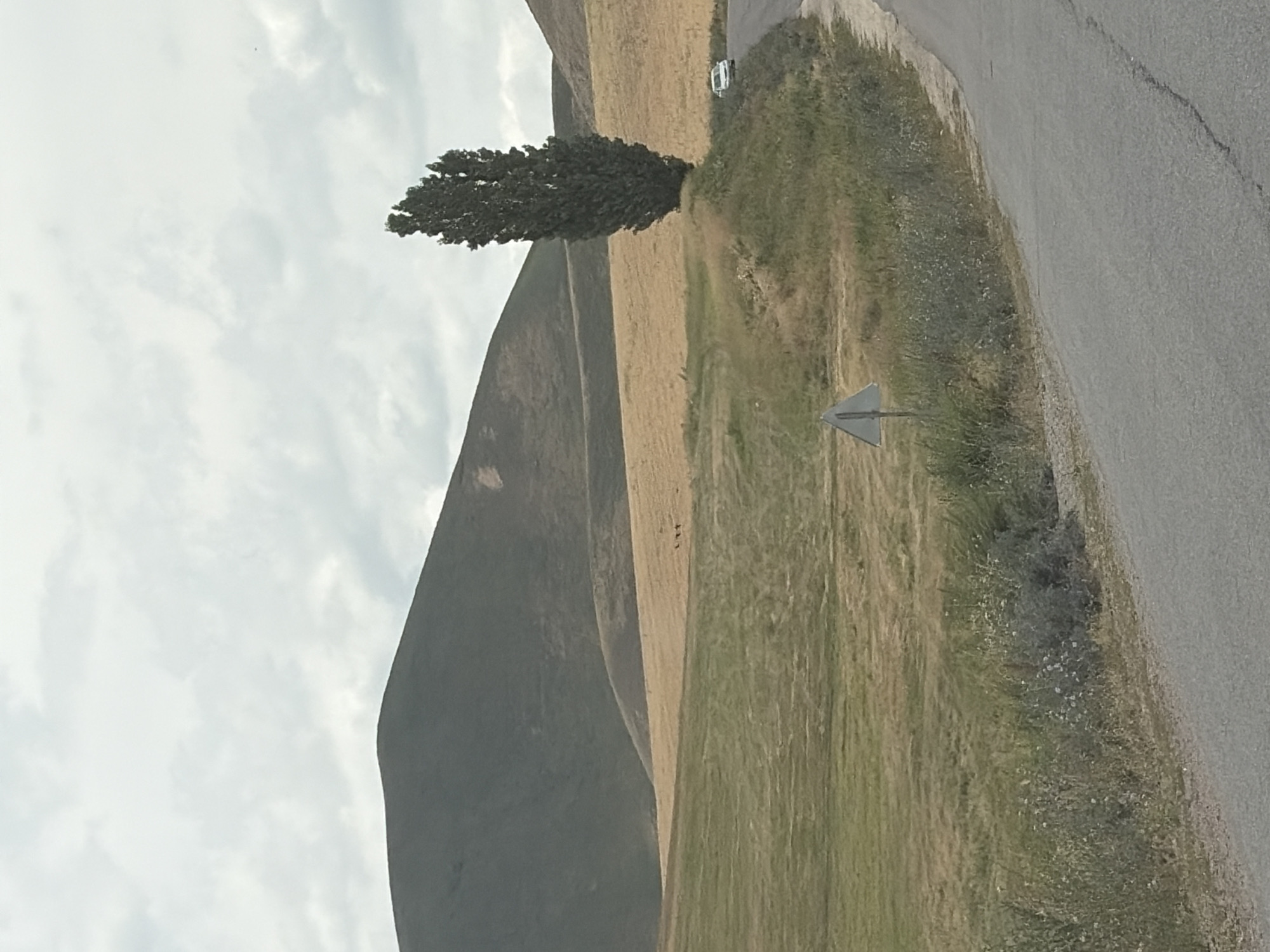 The image shows a rural landscape with rolling hills, fields, and a winding road. A tall, slender tree stands prominently on a grassy knoll. In the distance, a white car is visible on the road, and a small group of animals, possibly sheep or goats, are grazing in a field. A triangular road sign is also present near the road. The sky is overcast with clouds. The scene appears to be peaceful and natural, with no signs of human habitation or activity beyond the road and the car.