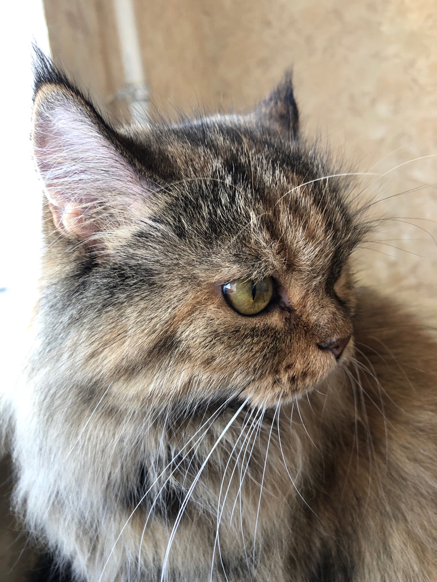 The image is a close-up, head-and-shoulders shot of a long-haired calico cat. The cat is facing to the right, with its eye visible and reflecting light. The fur is a mix of brown, black, and lighter tan or cream colors. The background is a blurred, neutral-toned wall, suggesting an indoor setting. There is no indication of the city of Lavriki, Russia, or any other specific location. The scene is static, with the cat appearing to be calm and observant.