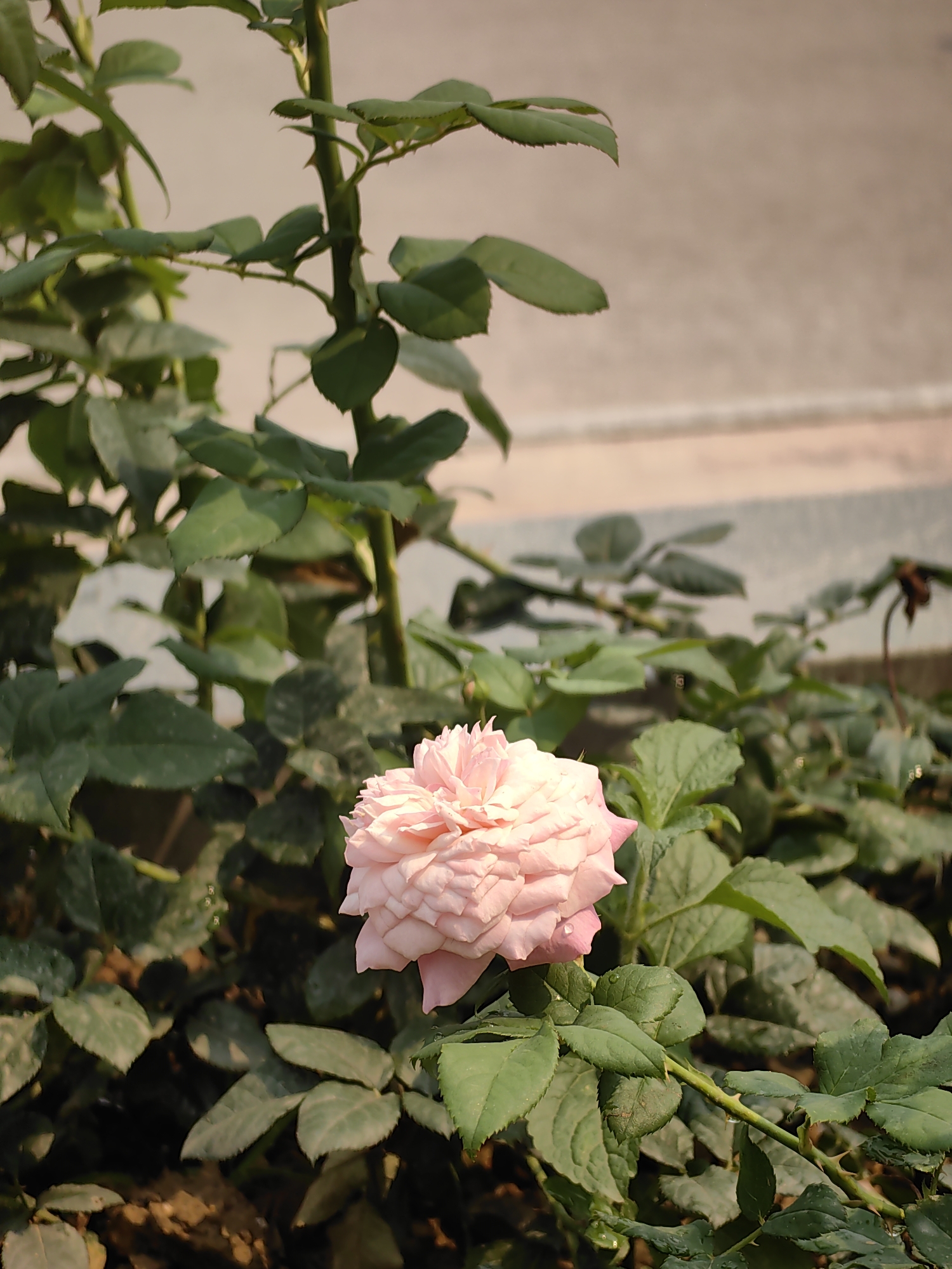 The image depicts a light pink rose in full bloom, centered within a green rose bush. The bush has numerous green leaves, some with slight imperfections or discoloration. Thorns are visible on the stems. The background is blurred, showing a light-colored surface possibly a wall or fence. The location is stated as Bai Chay Ward, Vietnam, although there's no specific information in the image to confirm this.