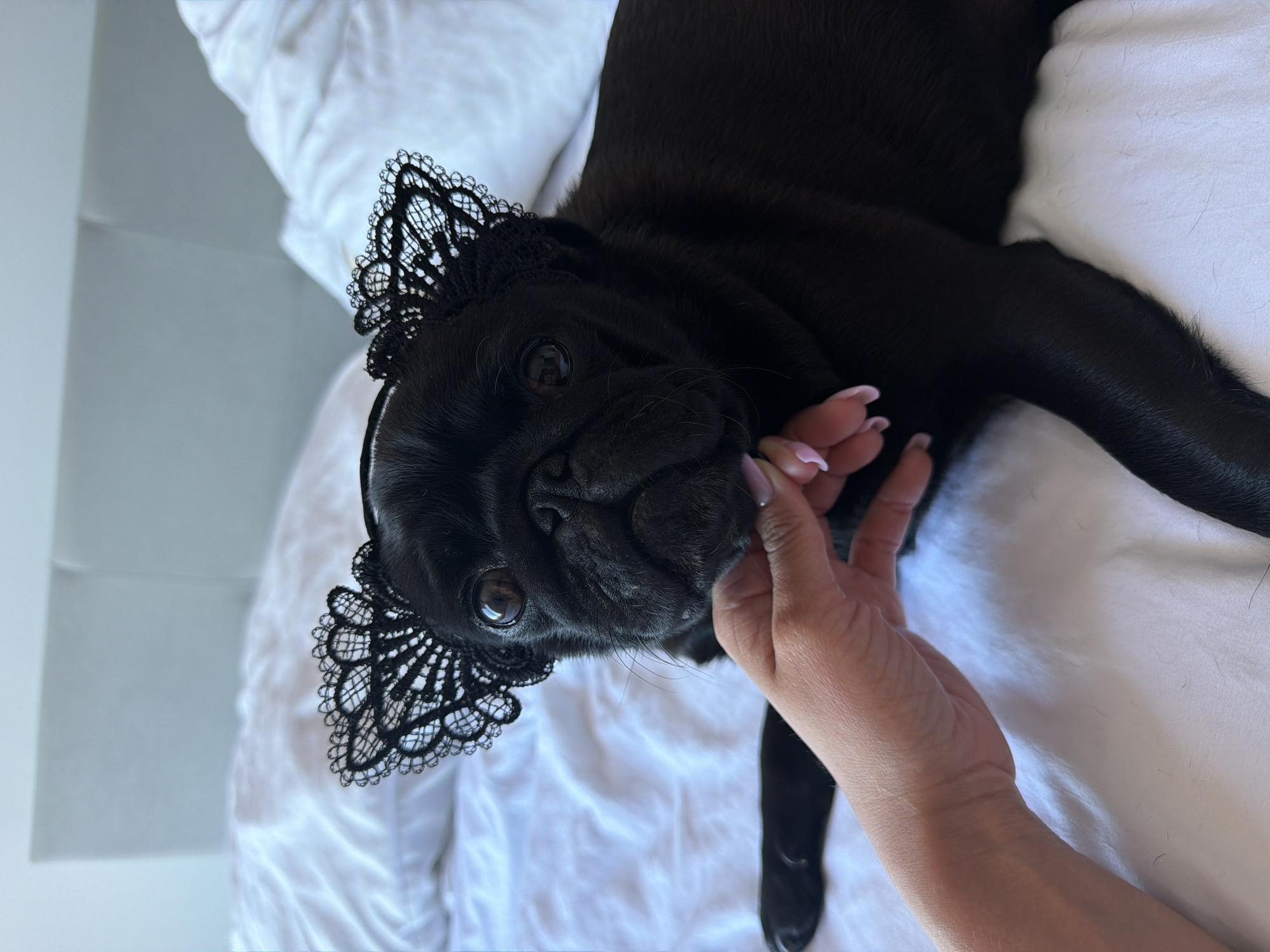 An overhead shot shows a black pug lying on a white-sheeted bed. The pug wears a black lace headband around its head. The pug's head is turned to its left, looking at the camera with its mouth slightly open. A person's hand, with pink-painted fingernails, gently strokes the pug's chin. The background consists of a grey headboard and more white sheets. The location is not specified, but the image is in English.
