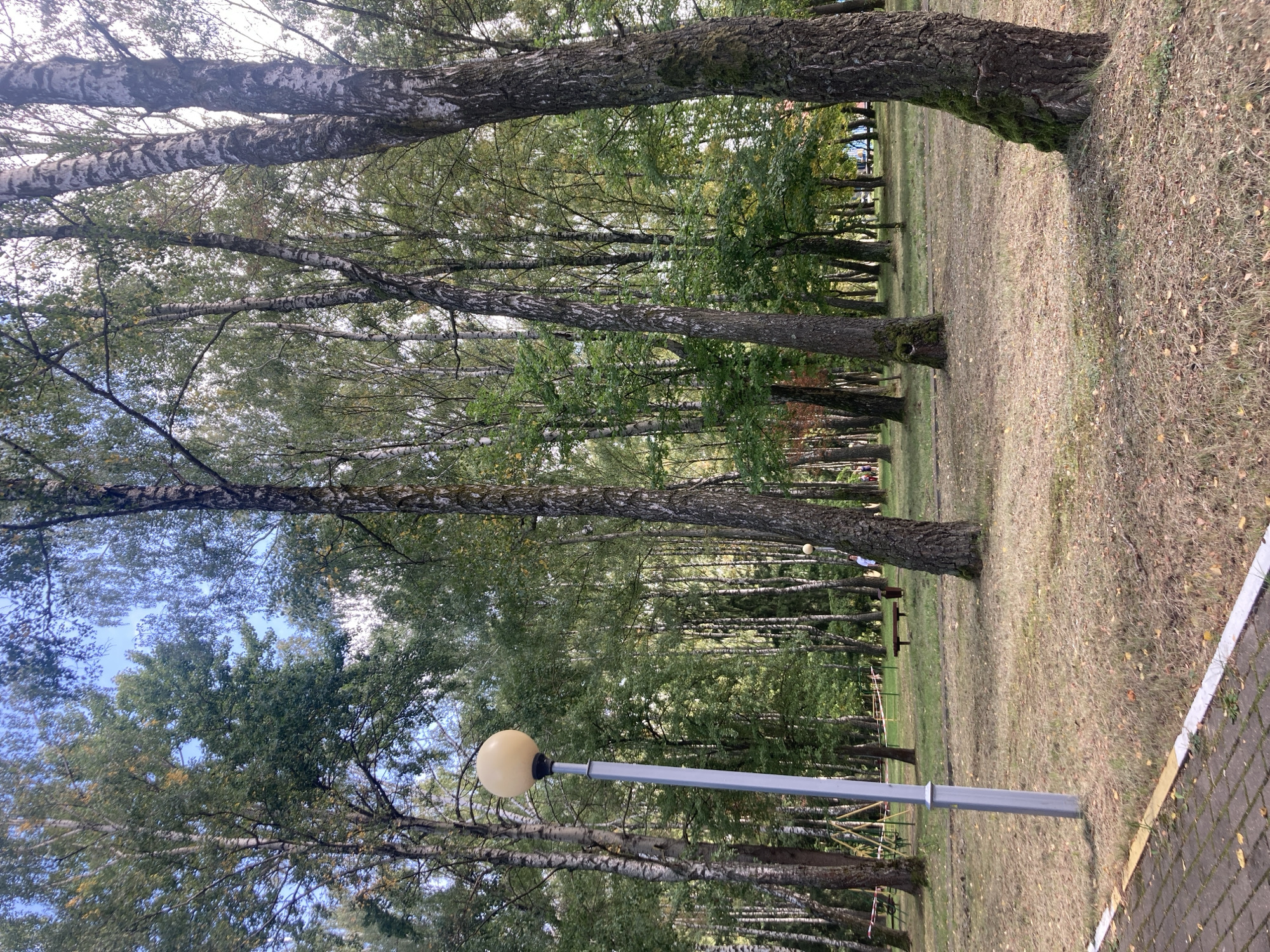 An outdoor, eye-level, vertical shot captures a park scene with a dominant presence of birch trees. In the foreground, a light gray lamppost with a rounded, pale yellow lamp stands to the left. A paved walkway with brick and yellow and white border lines runs along the bottom left edge. The ground is covered in dry, light brown grass with scattered fallen leaves. In the mid-ground, a wooden bench is visible on the grass. Further in the background, a children's playground structure with yellow and green elements is present. Several people, including two individuals walking on the right side and possibly a few more in the distance, are present, appearing as small figures. The environment is a park with a dense arrangement of birch trees, their white and gray bark contrasting with the lush green foliage. The sky is a pale blue with some visible clouds. The scene is static and depicts a typical park setting. The specific location within the city of Baranavichy, Belarus, is not identifiable from the image content itself.