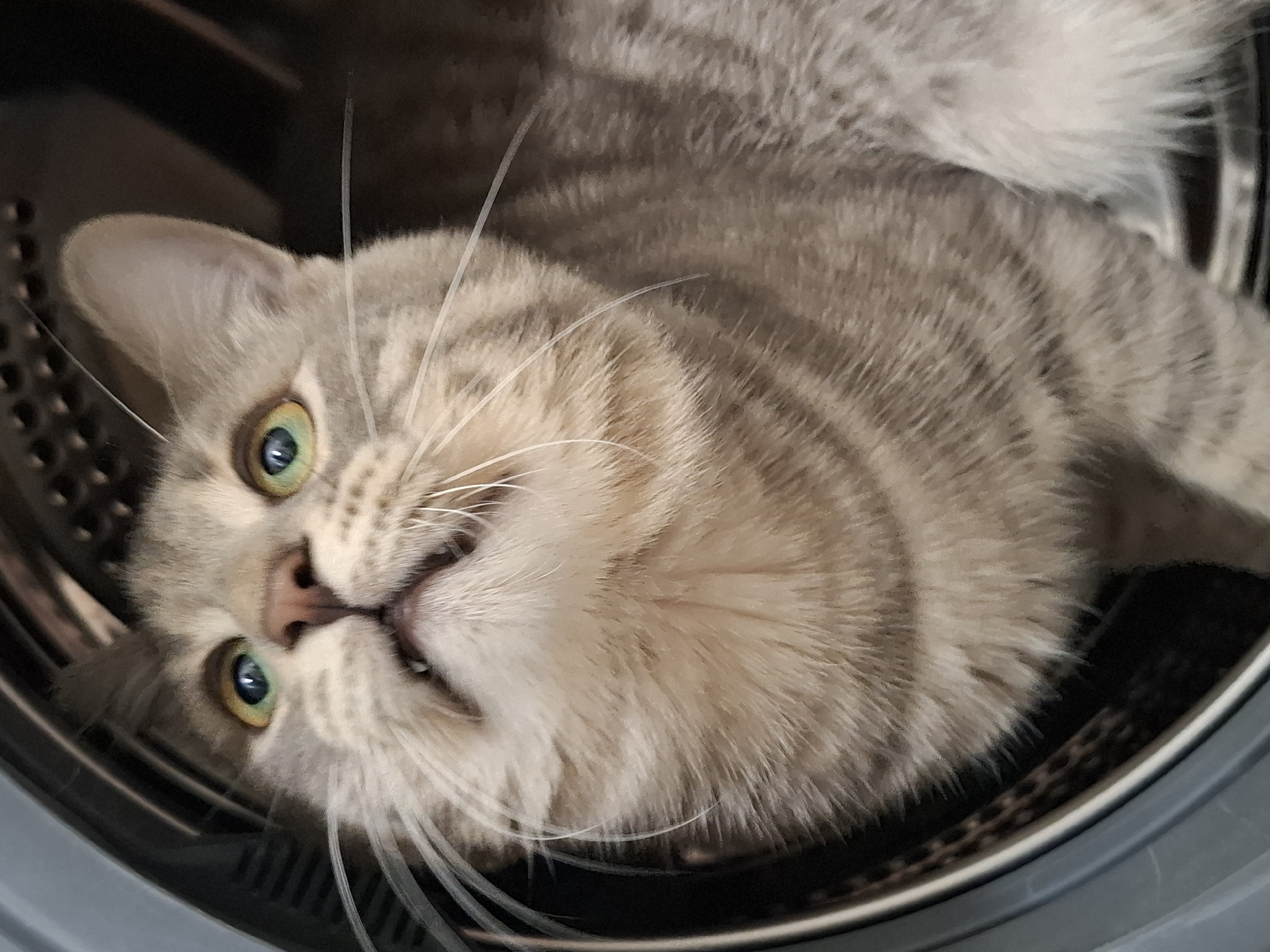 A domestic cat with striking green-yellow eyes and prominent white whiskers is the central subject of the image. The cat is a silver or grey tabby, identifiable by its distinct darker stripes visible on its fur, particularly around its face and body. It is captured lying on its back, with its head tilted upwards, looking directly towards the camera. Its mouth is slightly open, revealing a peek of its lower teeth, which, combined with its wide-open eyes, conveys an expression of curiosity, playfulness, or mild surprise. The cat's nose is pink.
The setting appears to be the interior of a metallic, perforated washing machine drum. The dark, textured background and the circular rim visible in various crops strongly suggest this environment. The cat’s light-colored fur stands out against the dark, possibly shadowed, interior of the drum. The lighting is bright enough to illuminate the cat's features and the texture of its fur. No specific time of day or outdoor weather conditions are discernible, and there is no visible text within the frame. The image captures a candid moment of the cat occupying an unconventional space.