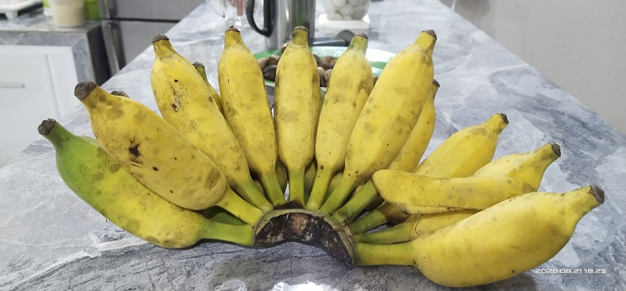 A bunch of ripe bananas, with a mix of yellow and green hues, rests on a mottled gray countertop, possibly in a kitchen. The bananas are arranged in a fanned-out cluster, with their stems pointing towards the center of the bunch. Some of the bananas display small brown spots, indicating ripeness. The countertop surface has a marbled pattern, typical of granite or a similar material. In the background, out of focus, there are glimpses of kitchen appliances and cabinetry, suggesting a domestic setting. A timestamp in the lower right corner reads "2026.08.21 18:23".