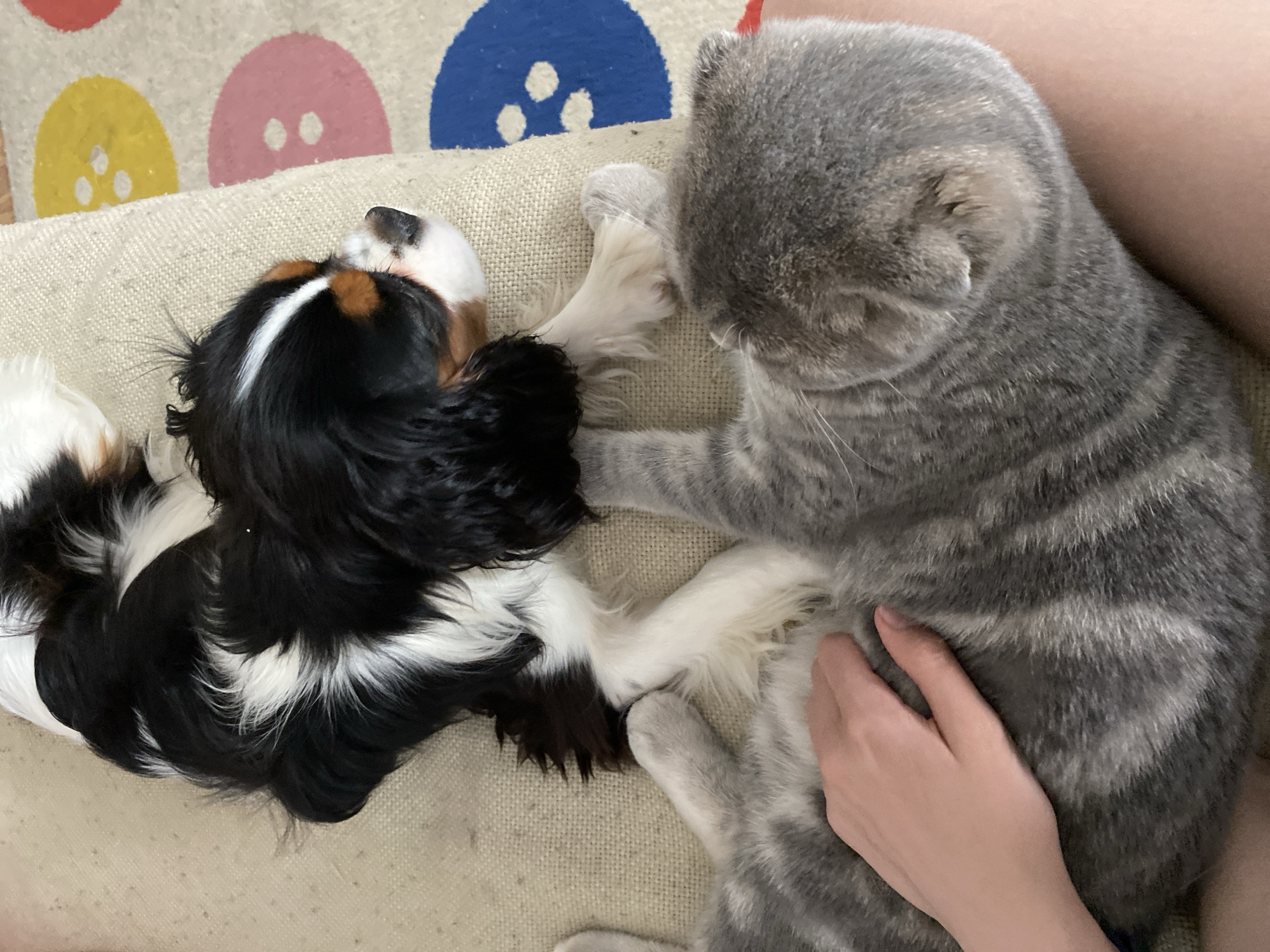 A top-down medium shot captures two pets resting on a neutral-toned textured surface, possibly a couch or rug with circular, button-like patterns in yellow, pink, and blue visible on the right. In the foreground and mid-ground, a grey tabby cat with folded ears is lying down, its back to the viewer. A human hand is gently stroking the cat's fur on its back, positioned in the lower left quadrant of the image. Behind the cat, a Cavalier King Charles Spaniel with black, white, and tan markings is also resting, its head turned to the right, eyes closed, appearing to be asleep. The dog's front paws are near the cat's hindquarters, and its fur is predominantly black with white patches on its chest and face, and tan accents around its eyes and cheeks. The lighting is soft and natural, suggesting an indoor setting. The scene depicts a peaceful, domestic moment between pets and a human. The location in Votkinsk, Russia, cannot be determined from the visual information provided in the image.
