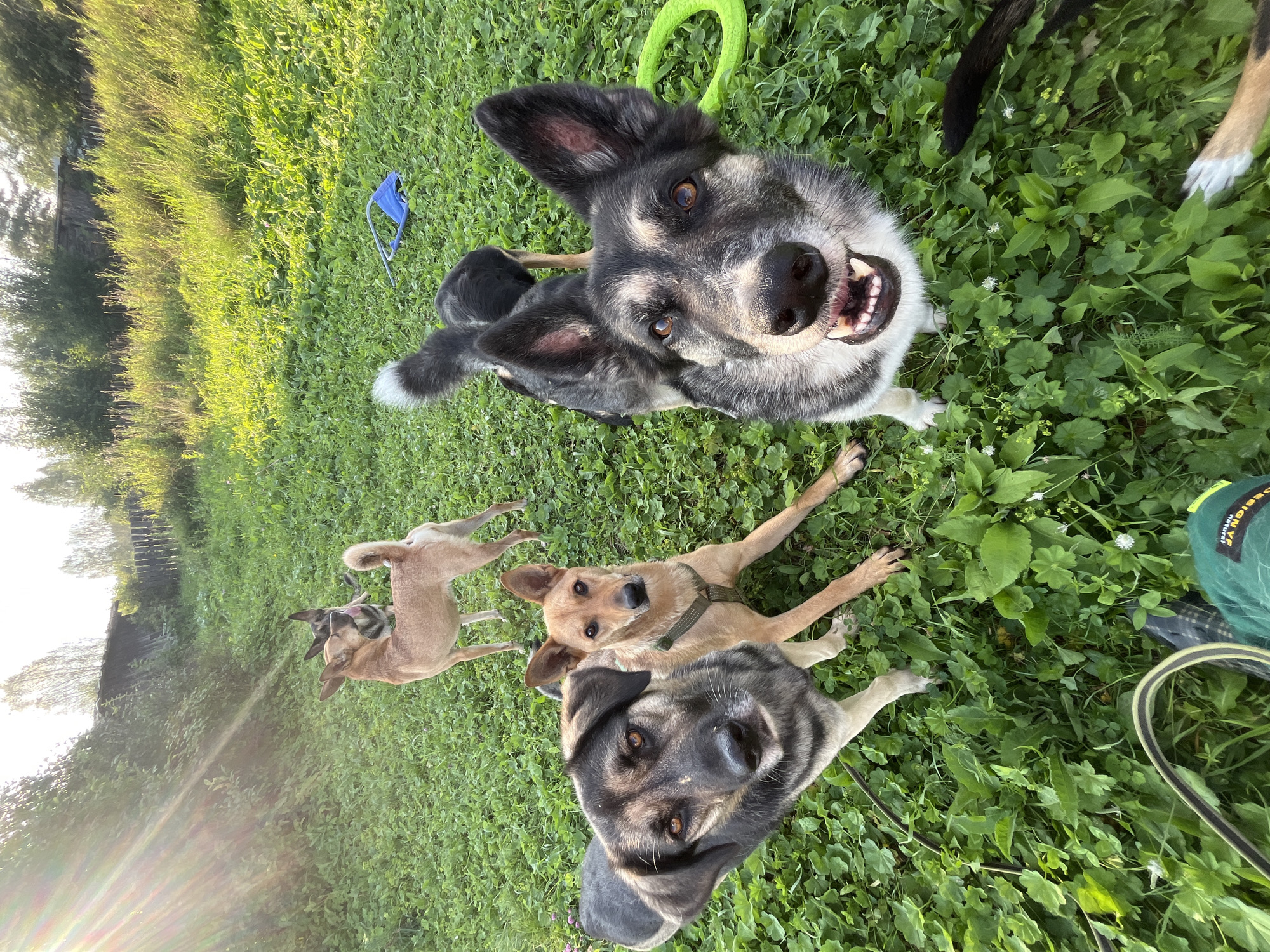 In a grassy, outdoor area, likely a park or backyard, five dogs are present. The dogs are a mix of breeds and sizes, with varying coat colors and patterns. One dog in the foreground, a large German Shepherd-type breed, is looking directly at the camera with its mouth open, appearing to smile. To its left, a black and tan dog is also looking forward. In the middle ground, a tan-colored dog is sitting, facing the camera. Behind it, another tan dog stands, and further back, a black and tan dog is partially visible. The environment is characterized by lush green grass and foliage. In the background, there are trees and a fence, suggesting a rural or suburban setting. A green ring toy and a blue object are on the grass. The sun is shining, casting rays of light through the trees. The image appears to be taken in Nizhny Tagil, Russia.