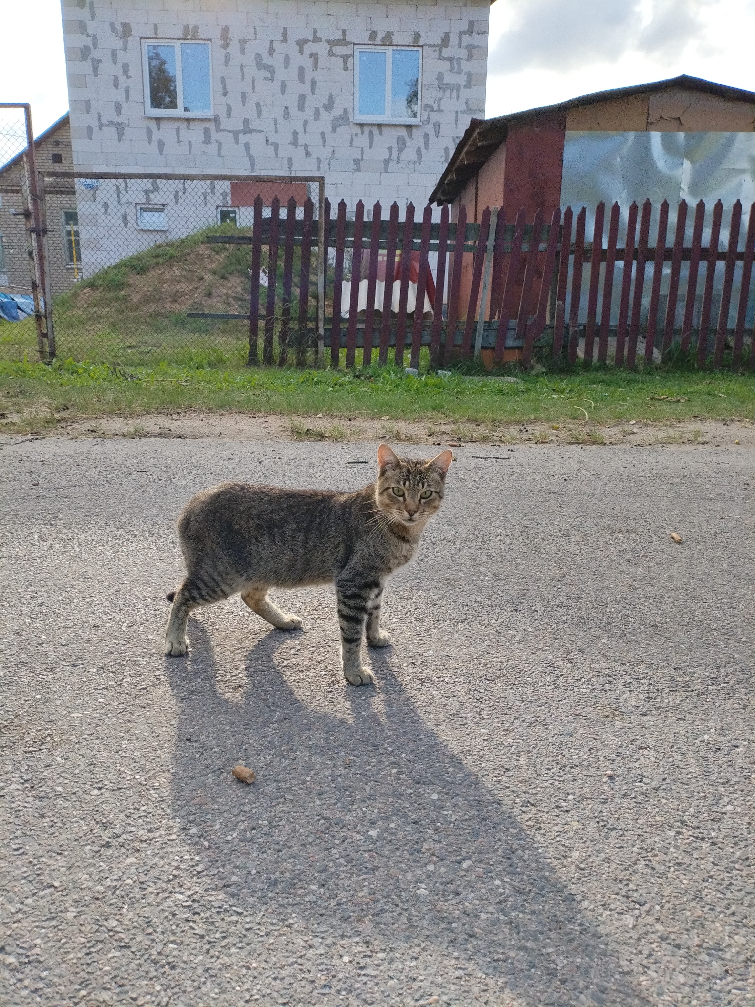 A tabby cat stands on an asphalt road in front of a wooden fence and an unfinished concrete building. The cat is looking towards the camera with green eyes. The building has two windows with white frames and a rough, grey facade. The wooden fence is made of vertical planks painted a dark reddish-brown. Behind the fence, there is a grassy hill and a corrugated metal structure. The sky is partly cloudy and a shadow from an unseen object is cast on the road. The image appears to be taken outdoors on a sunny day.