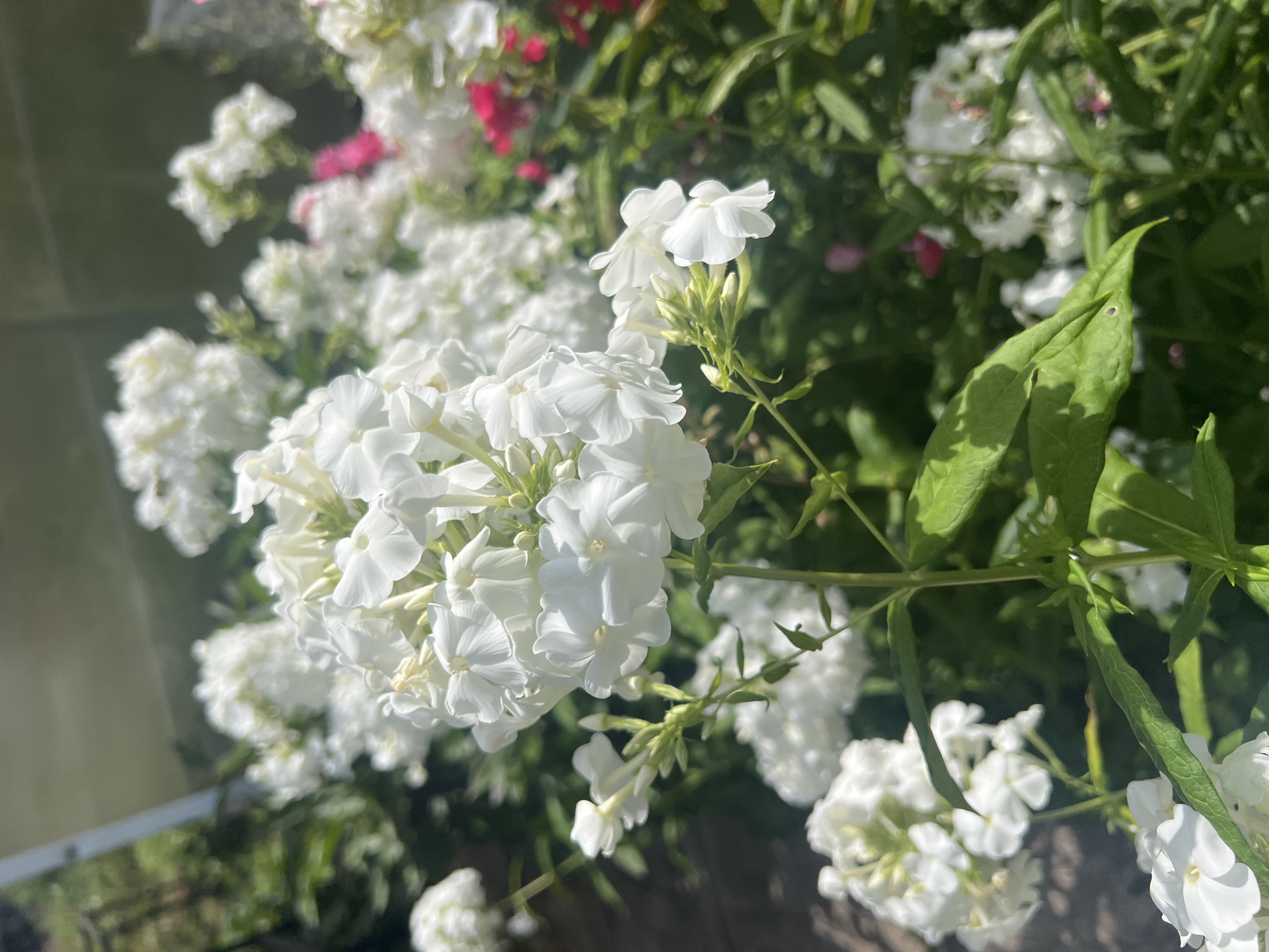 In an outdoor garden setting, possibly in Роса Снт, Russia, a cluster of white phlox flowers is in bloom. The flowers are densely packed, with many individual blooms forming a larger inflorescence. The petals of the flowers are delicate and white, with some appearing slightly translucent in the sunlight. Green leaves and stems are visible, intertwined with the flowers. In the background, other flowers, some appearing pink or red, are blurred, suggesting depth of field. The overall impression is of a vibrant and natural garden scene on a sunny day.