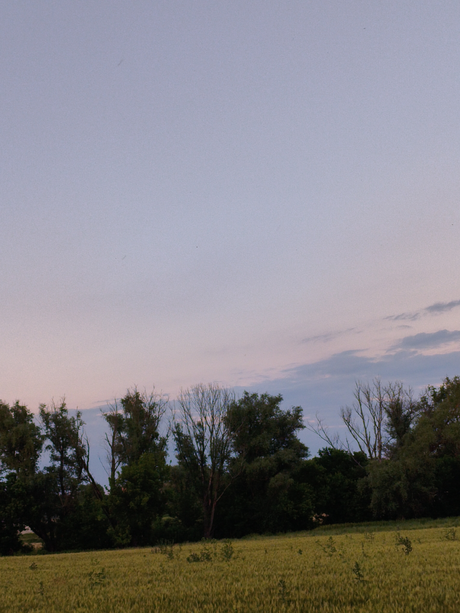 This media file depicts an outdoor scene at dusk. The foreground is dominated by a field of tall, green grass or crops, possibly wheat, with some scattered smaller plants. Behind the field, a dense line of trees forms a natural barrier, with varying shades of green foliage and some bare branches visible. The trees are diverse in shape and size, creating a textured silhouette against the sky.
The sky above is a soft gradient of colors, transitioning from a pale lavender at the top to hints of pink and light blue near the horizon, indicating either sunrise or sunset. Wispy clouds are scattered across the sky, adding depth to the scene. There are no people or man-made objects clearly visible in the image.
The overall mood of the image is serene and tranquil, evoking a sense of peace and natural beauty. The soft lighting suggests it is late evening or early morning. The location is identified as Ustyvytsia, Ukraine, which provides a geographical context for this rural landscape. There is no visible text within the image.