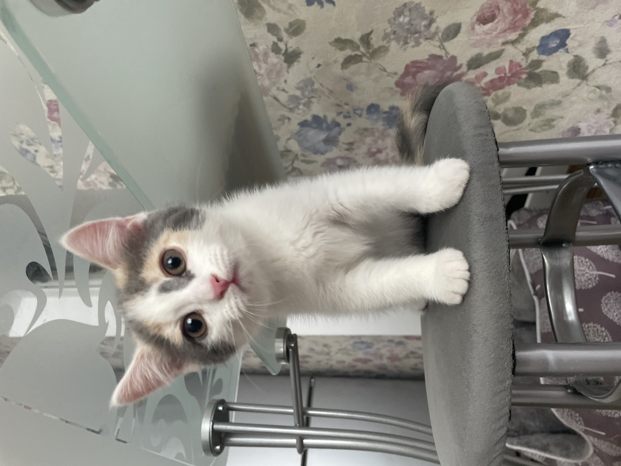 A calico kitten sits on a gray stool in front of a floral wallpapered wall. The kitten has white fur with patches of gray and orange on its head and tail. Its eyes are large and brown, and its nose is pink. The kitten is looking directly at the camera. Behind the kitten, a glass table with a decorative pattern is visible, supported by silver metal legs. The stool is also supported by silver metal legs. The scene is indoors, in what appears to be a domestic setting. The location is Unknown, Unknown.