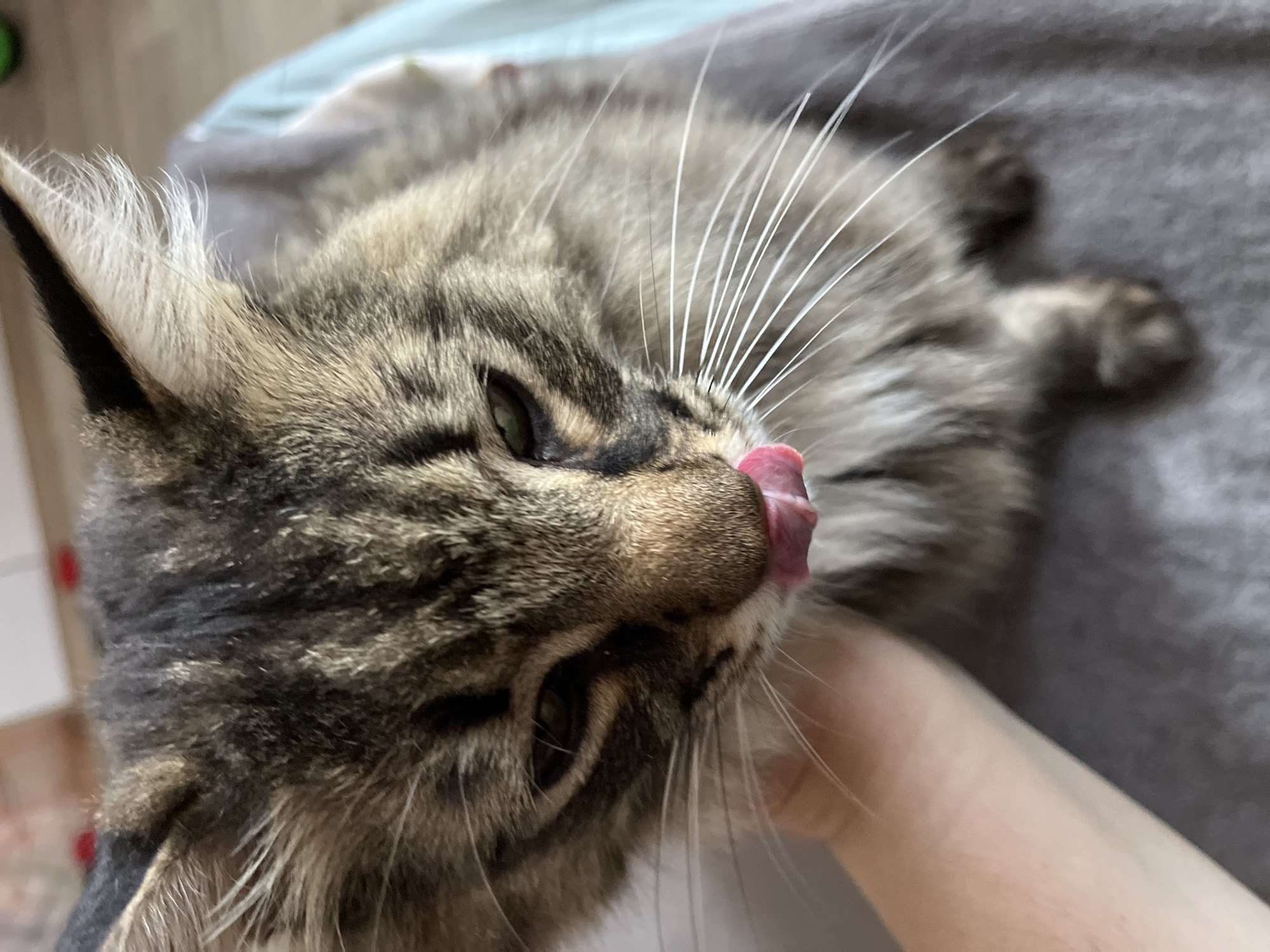 The image shows a close-up of a brown tabby cat with its tongue out, licking its nose. A person's hand is visible on the left side of the frame, gently petting the cat's head. The cat is positioned on a gray surface, likely a blanket or furniture. The background is blurred, but hints of indoor elements like a wall and possibly furniture can be discerned. There are no discernible elements in this image that would indicate a location within the city of Krasnyye Barrikady, Russia.