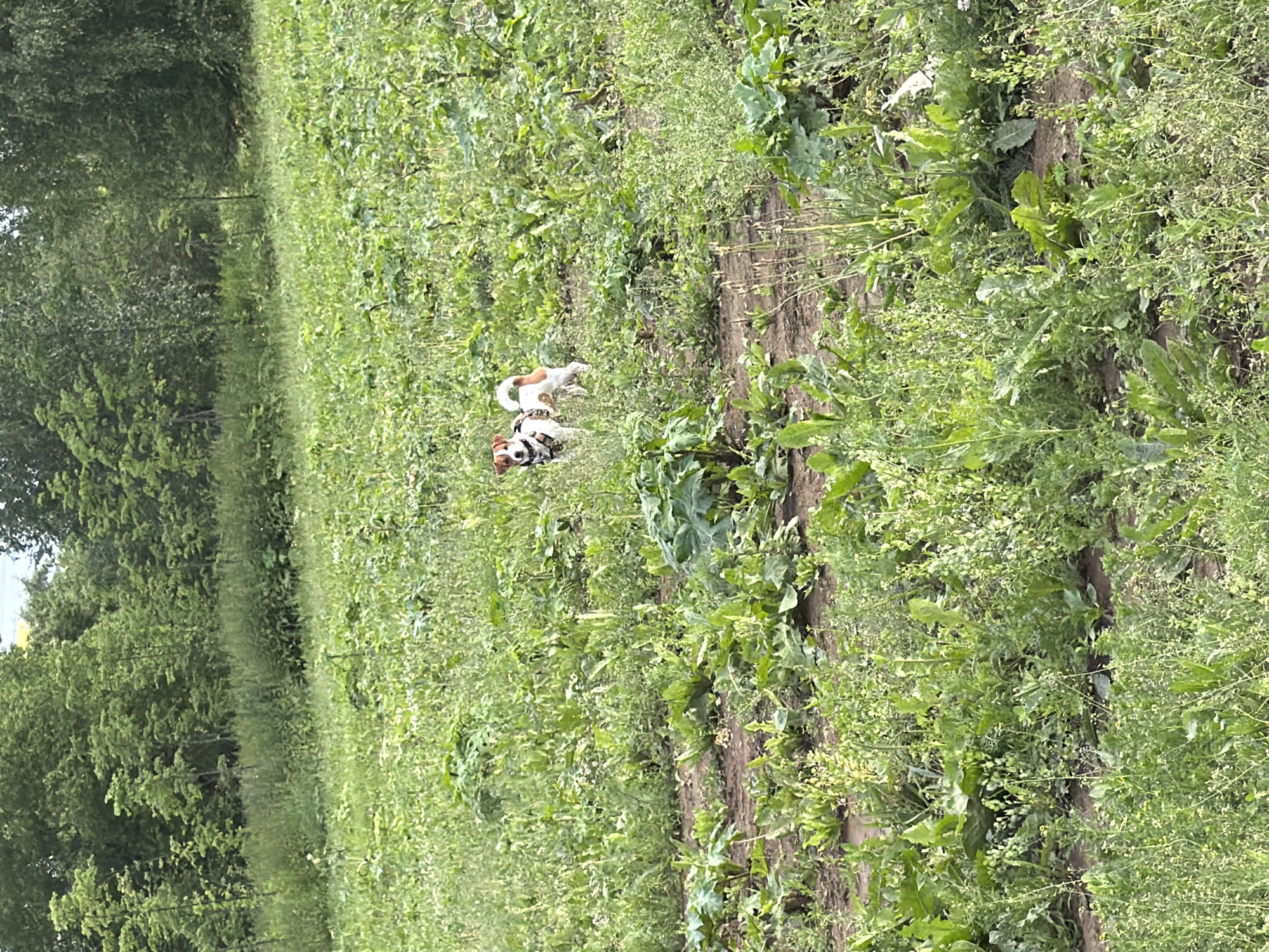 A small, tricolor Jack Russell Terrier stands in a field of green plants, with a dense line of trees forming the background. The dog is facing away from the camera, looking to the right. It is wearing a dark harness. The field is uneven, with patches of dark soil visible between the plants. The lighting suggests it is daytime, likely a sunny or partly cloudy day. No specific landmarks or urban features are visible to identify the location as Moscow, Russia.