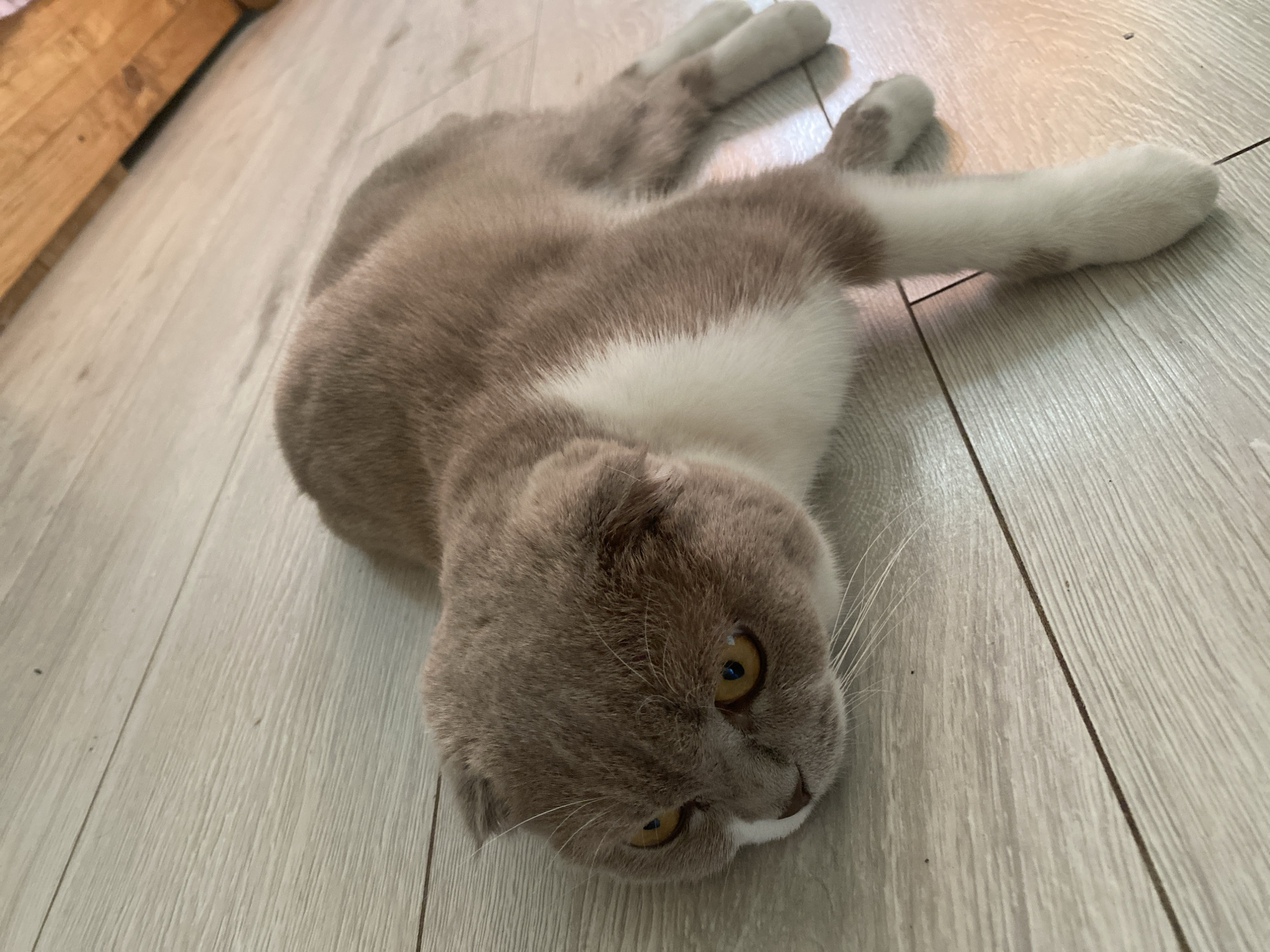 A light brown and white Scottish Fold cat is lying on a light-colored wooden floor. The cat is positioned diagonally across the frame, with its head on the left and its body extending towards the right. Its eyes are open and appear yellow. The cat's ears are folded downwards, characteristic of the breed. The floor has visible wood grain and appears clean. A wooden furniture piece, possibly a table or bed frame, is partially visible in the upper right corner of the image. The image appears to be taken indoors, possibly in a residential setting in Mykytyntsi, Ukraine. There are no people visible in the image.