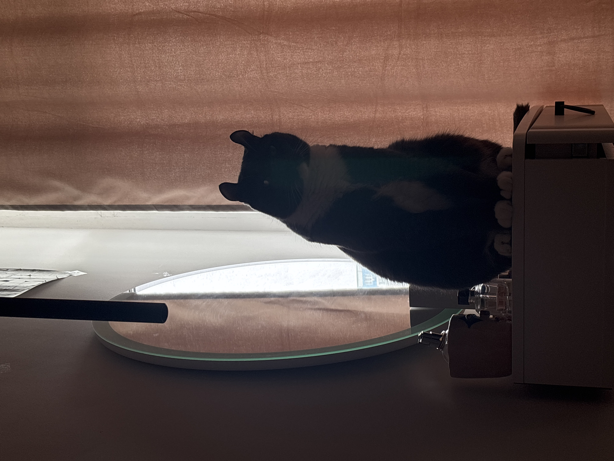A black and white cat lies upside down on a round illuminated mirror placed on a table, next to a white cabinet, in front of a light brown curtained window.
There is no indication of a location of the city of Vladivostok, Russia.