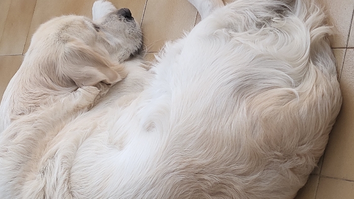 A large, cream-colored, long-haired dog, resembling a Golden Retriever, is depicted lying curled on a light beige tiled floor. The dog's head is lowered and partially obscured, resting on what appears to be a forepaw or the floor itself. Its dense, light-colored fur covers the majority of the visible frame, displaying various textures and patterns where the fur overlaps. The floor consists of square, light-toned tiles with visible grout lines. The scene presents the dog in a state of rest or sleep. No other subjects or objects are present, and the environment lacks specific visual markers to independently confirm the stated location of Magaluf, Spain.