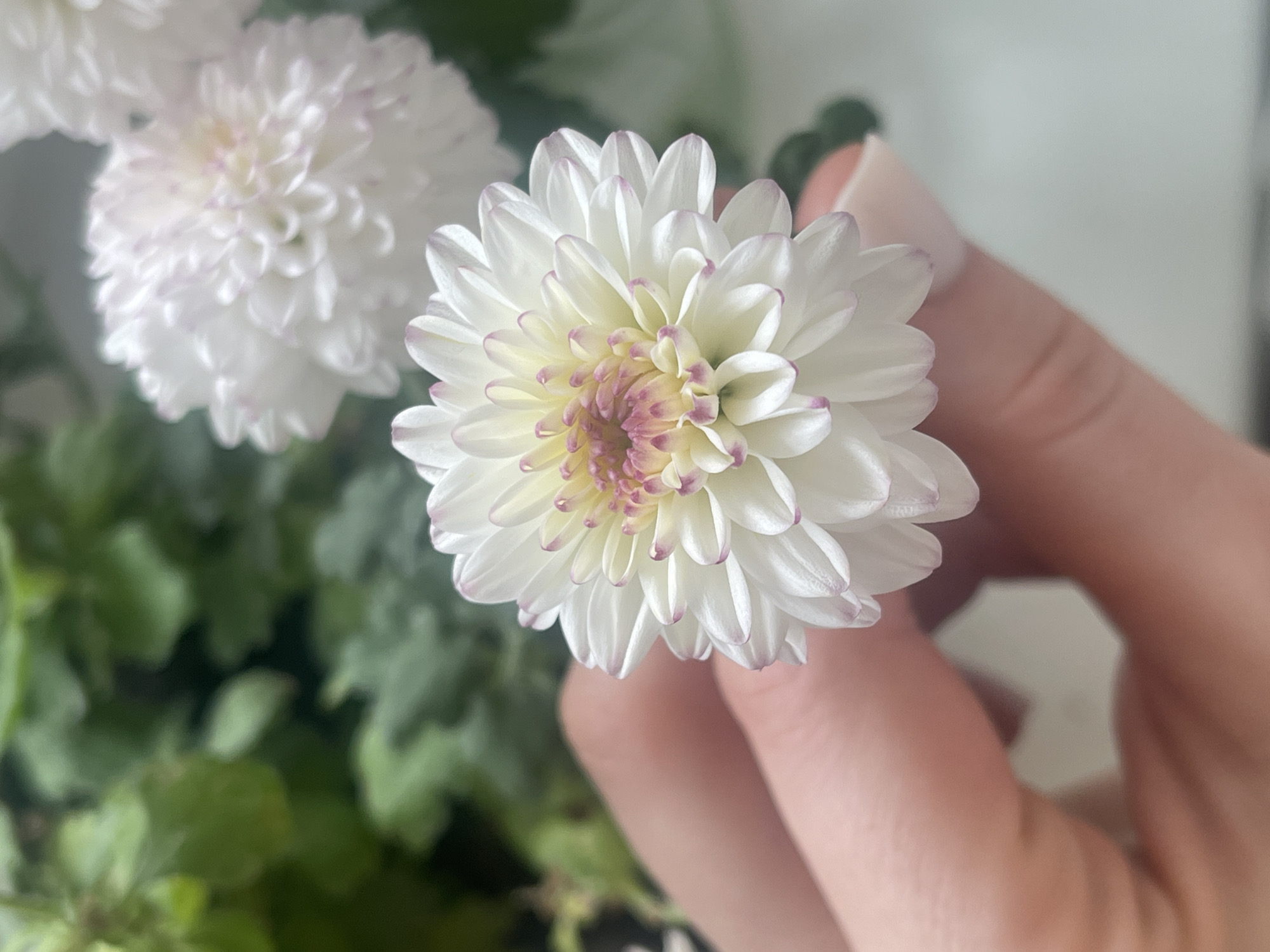 A person's fingers are holding a white chrysanthemum flower. The flower has delicate white petals with faint pink tips and a yellow center. In the background, out of focus, are more white chrysanthemums and green foliage. The scene appears to be indoors with soft lighting. There is no identifiable information about the location being Minsk, Belarus.