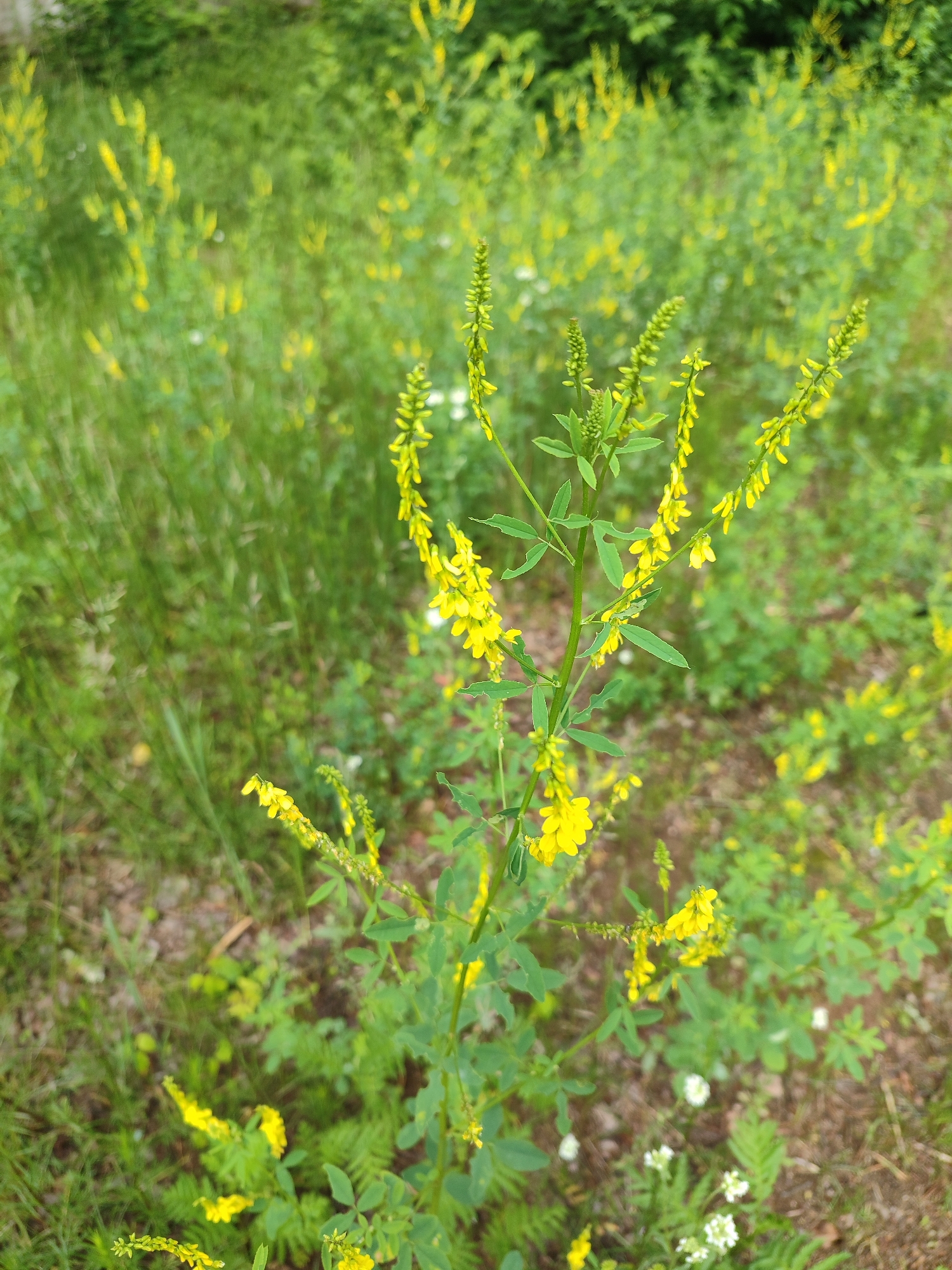 In a natural, outdoor setting, a single flowering plant with small, yellow blossoms and green leaves stands prominently in the foreground, extending upwards. The plant's stem is green and relatively thin, with multiple branches bearing clusters of these yellow flowers, arranged in elongated racemes. The blossoms themselves are small and appear to be pea-shaped. The plant is surrounded by a blur of green foliage, characteristic of a meadow or uncultivated area, with hints of brown earth and dry leaves on the ground. In the background, more green vegetation, likely grass and other wild plants, creates a soft, out-of-focus backdrop. The lighting suggests it is daytime, with natural light illuminating the scene. There are no people or animals visible in the image. The overall impression is a close-up view of a wild yellow flower in a natural environment.