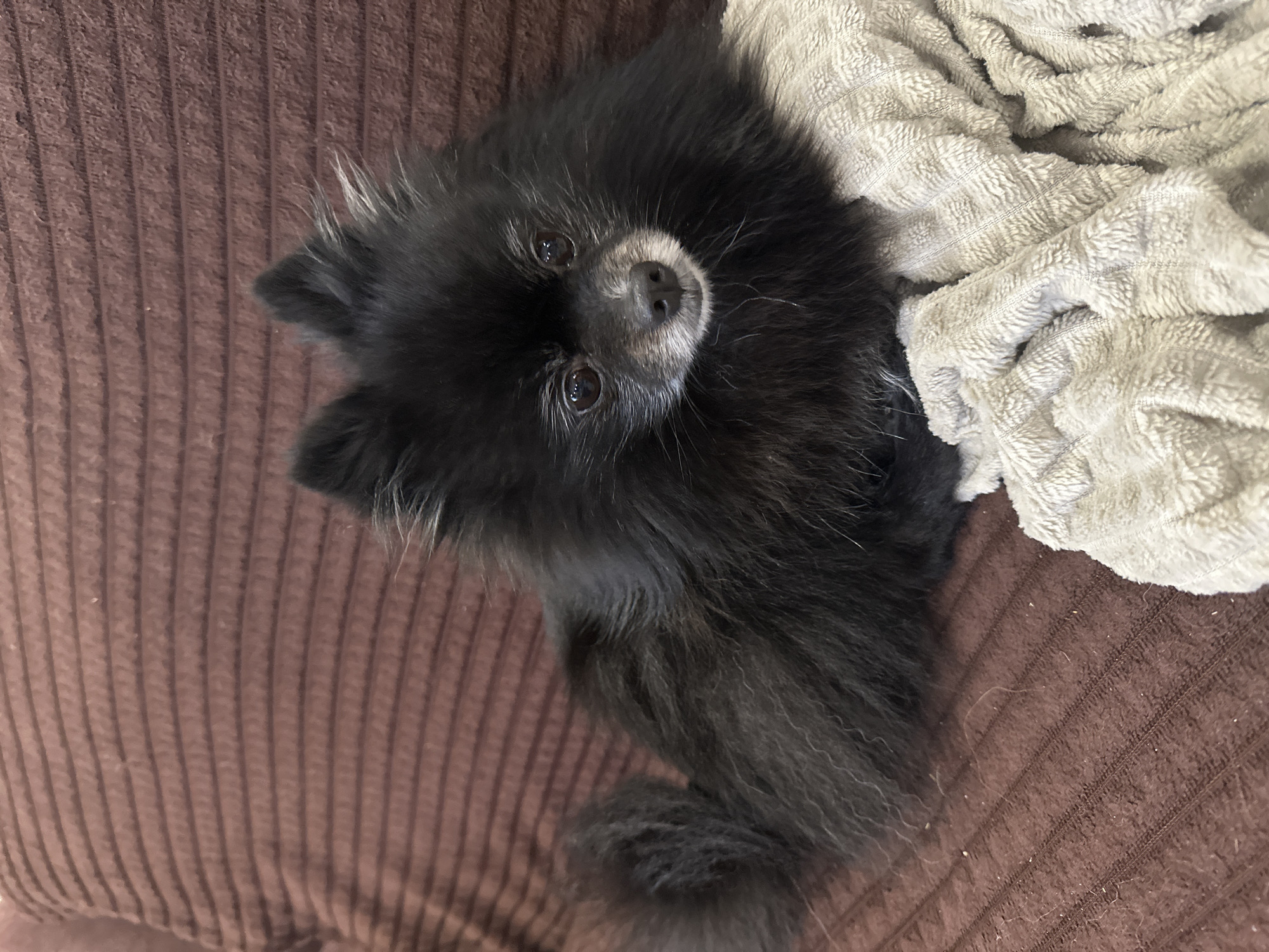 A black Pomeranian dog is lying on a brown corduroy couch next to a crumpled beige blanket. The dog is facing the camera with a slight upward gaze. The location is not discernable from the image.