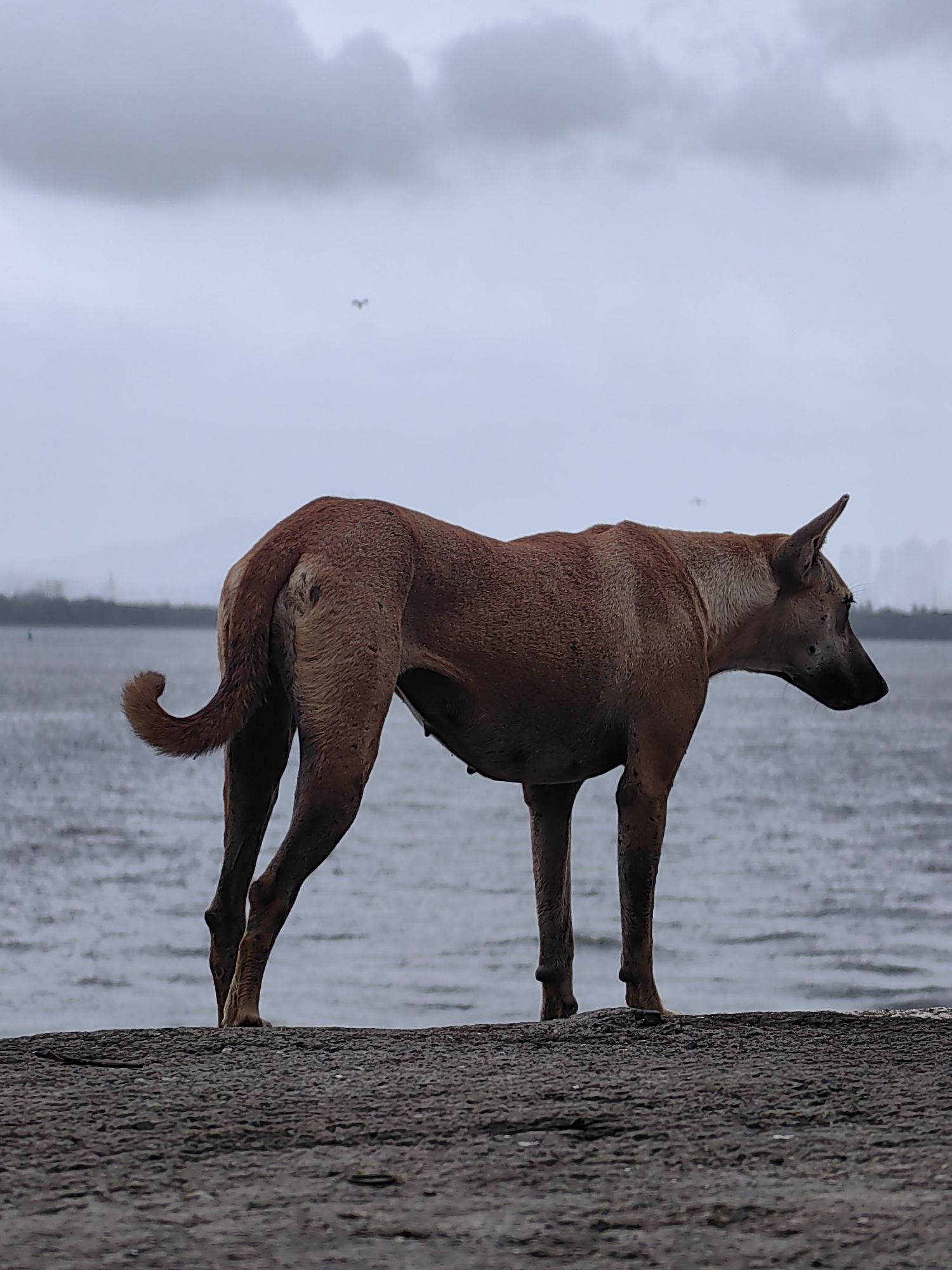 A medium-shot, profile view captures a slender, brown dog standing on a dark, textured surface. The dog faces to the right, with its head lowered and ears perked. Its tail curls upwards. Behind the dog, a body of water stretches to the horizon, where a faint city skyline is visible under a cloudy, overcast sky. The water is choppy, reflecting the muted light. The foreground consists of the rough, rocky ground on which the dog stands. Two small birds are visible in the distant sky. The scene is likely a waterfront area in Vasai-Virar, India, given the presence of a city skyline and the typical overcast weather associated with coastal regions in the area.
