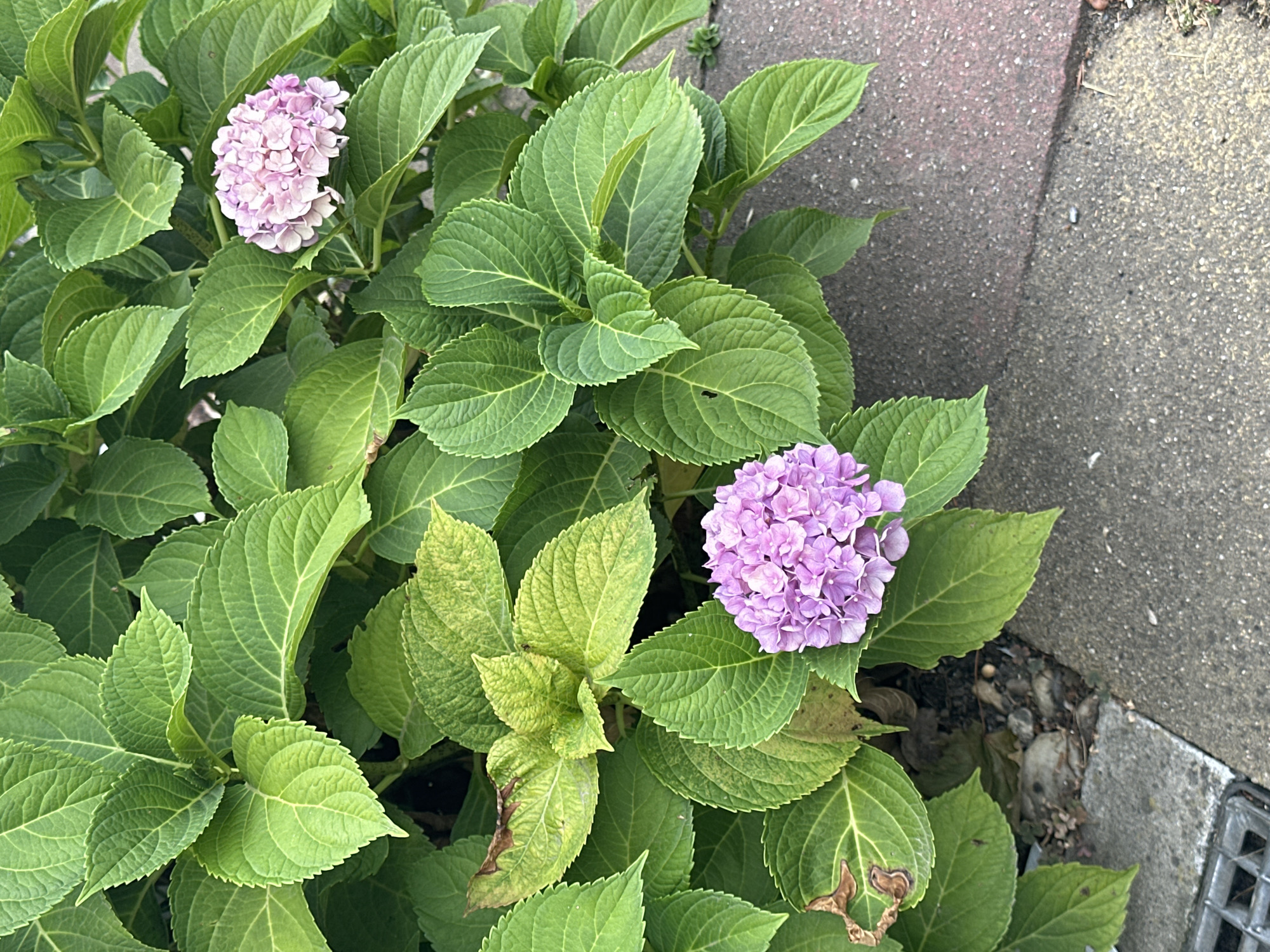 This is a close-up, eye-level, outdoor, daylight photograph of a hydrangea bush with pink and purple blossoms. The bush has abundant green leaves, some of which appear slightly yellowed or browned at the edges. Two distinct flower clusters are visible, one in the upper right corner and another in the lower left quadrant of the image. The ground in the foreground consists of a paved walkway made of reddish-brown bricks and gray concrete slabs, with a metal grate in the bottom left corner. The environment appears to be a garden or streetscape in Krefeld, Germany. There are no people or animals visible in the image. The scene is static and still.