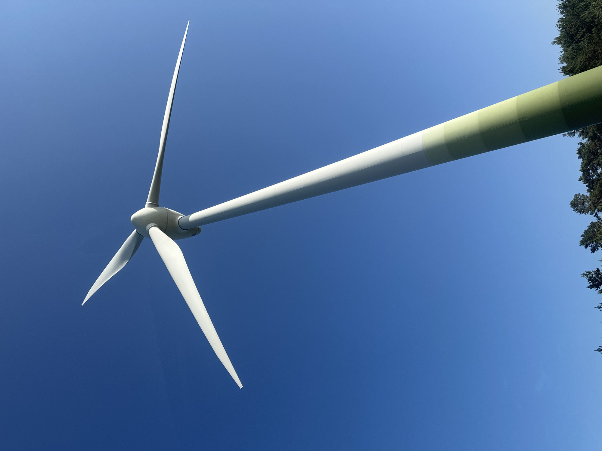 The image shows a close-up, low-angle view of a wind turbine against a clear blue sky. The turbine has three white blades, two of which are prominently visible, extending upwards and to the left. The central hub of the turbine is also visible. The nacelle of the turbine, where the generator is housed, is white and extends into a long, cylindrical tower. The tower transitions from white to a gradient of green hues, suggesting it is the top section of the turbine. To the far right of the image, the dark green foliage of trees is visible, bordering the turbine. The image appears to be taken on a clear day, likely during daylight hours given the bright sky and the lighting on the turbine. The perspective emphasizes the scale of the wind turbine against the vastness of the sky. No people or specific event are depicted, but the scene conveys a sense of industrial scale and renewable energy generation. There is no visible text in the image.