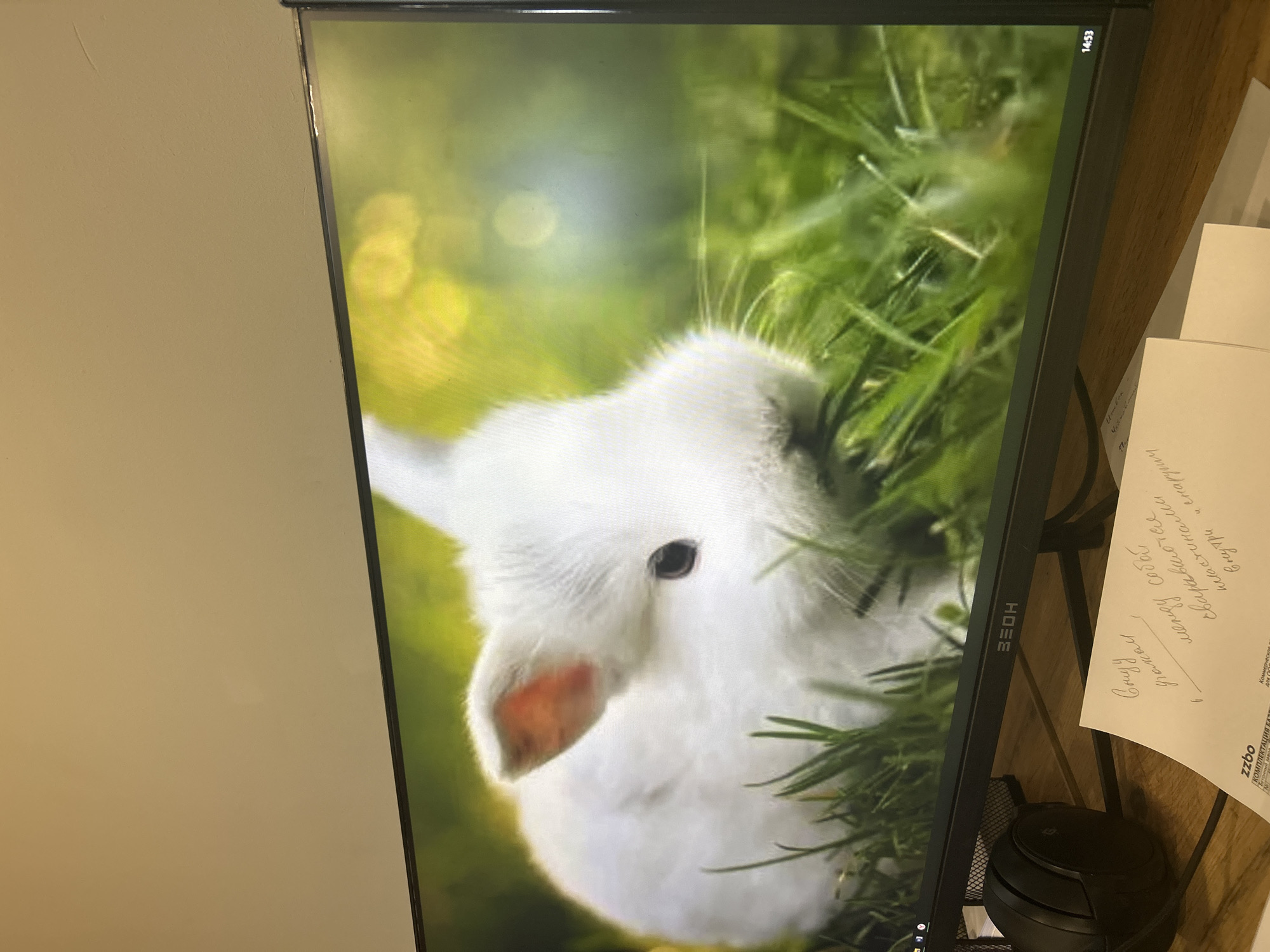 The image shows a monitor displaying a picture of a white rabbit in green grass with yellow blurred spots in the background. The monitor is black, and the time "14:53" is visible in the top right corner. To the right of the monitor, there is a piece of paper with Russian text and a black wireless mouse. The wall to the left of the monitor is a light beige color. There is no information to suggest the location is in the city of Kemul, Russia.