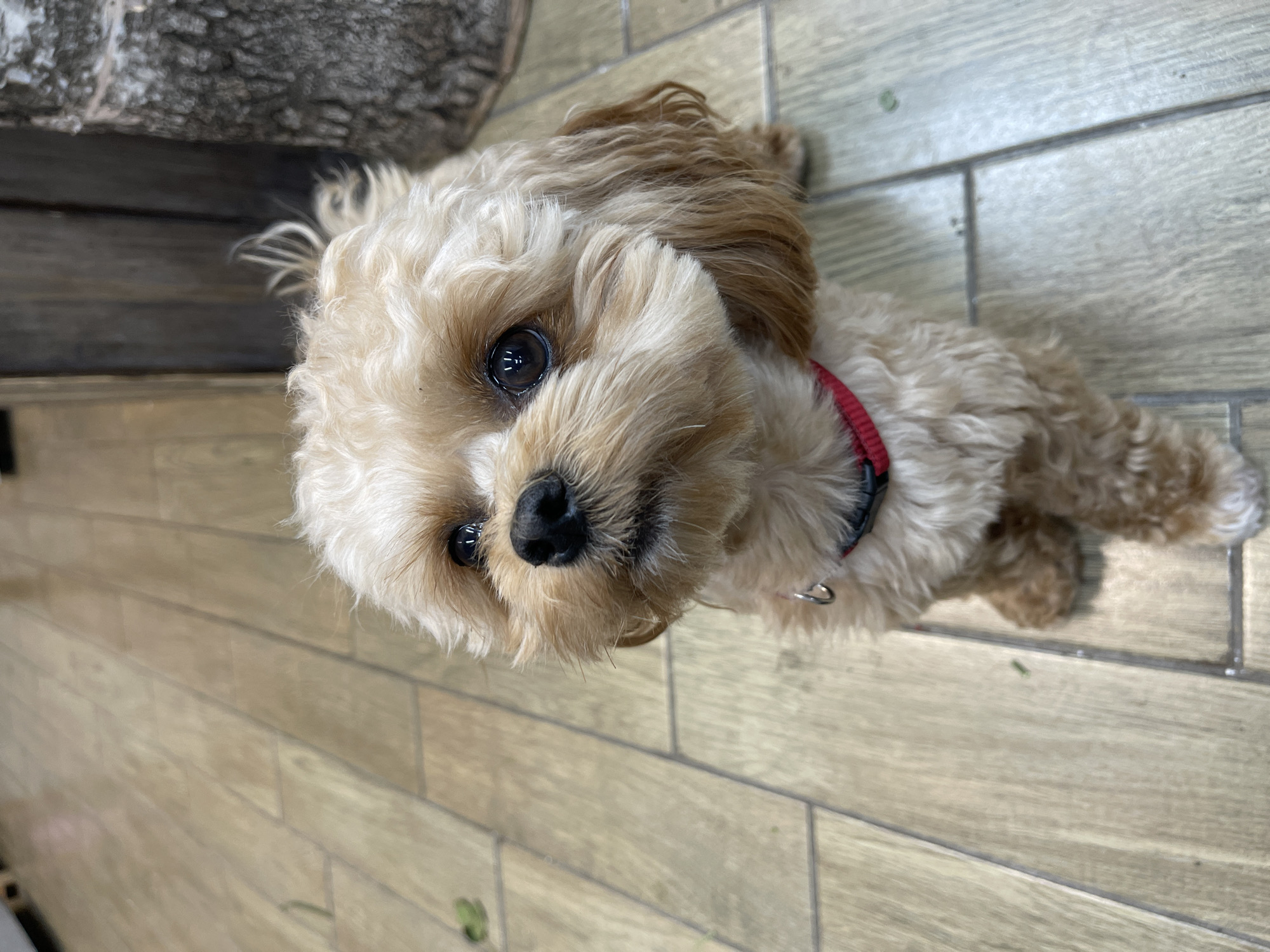 An eye-level, close-up shot captures a small, tan-colored dog with curly fur sitting on a light-brown wood-plank floor. The dog is looking upwards and to the left. Its right eye is dark and round, and its snout is prominent. A thin red collar with a silver ring is visible around its neck. To the right of the dog, a portion of a textured, dark brown tree trunk is visible. The floor has visible seams between the planks. The background on the left appears to be a wall with a slight sheen. The scene is lit from above. The location is the city of Kommunarka, Russia.