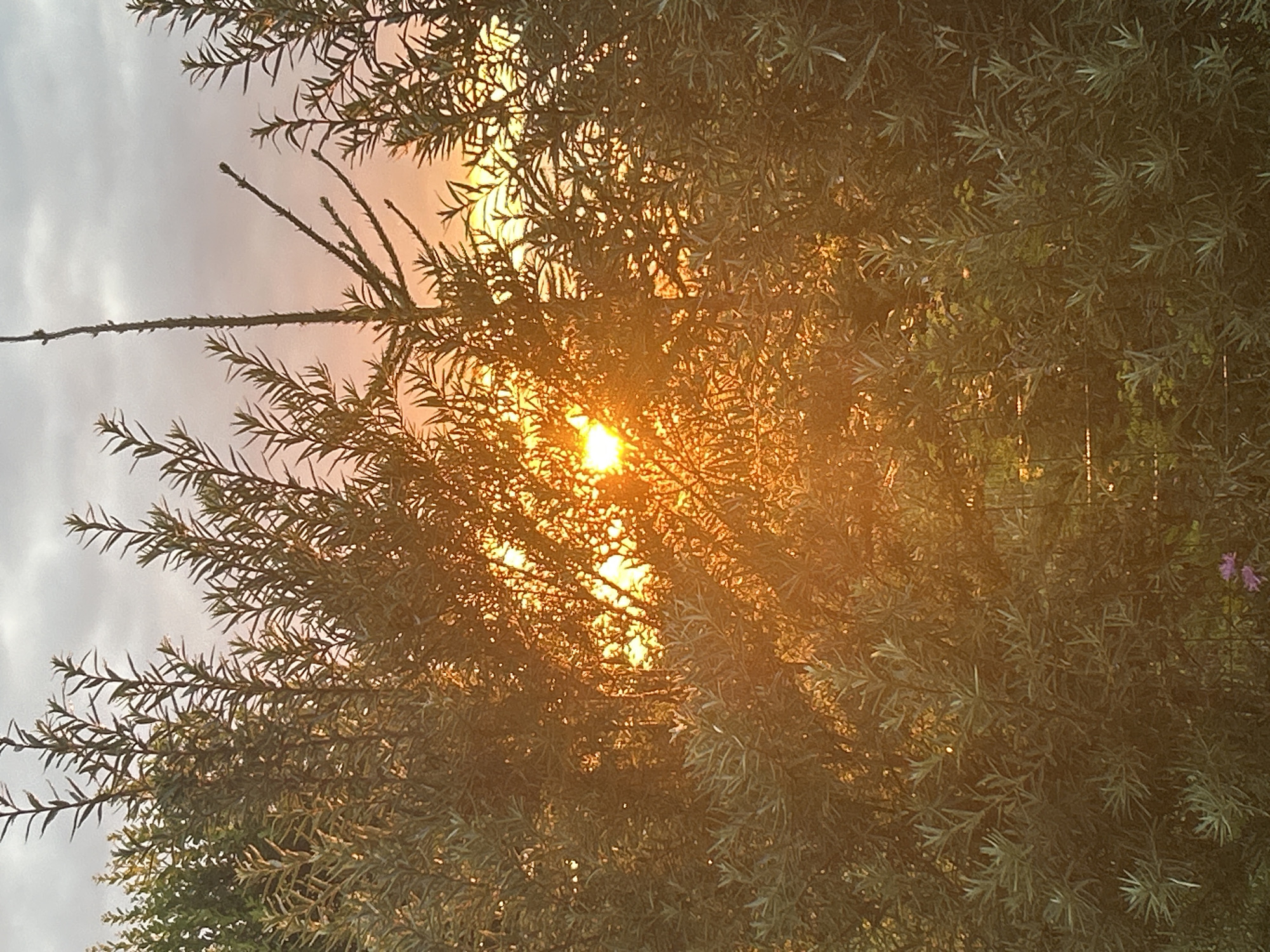 The image captures a sunset viewed through dense foliage. The sun's rays, a vibrant orange, pierce through the branches and leaves, creating a bright, luminous effect. The sky is a blend of pale orange and grey clouds. The plants are predominantly green with slender leaves and thin branches. In the lower portion of the image, a small pink flower is visible. The setting appears to be outdoors, possibly a garden or natural area within the city of Kalitsino, Russia, given the context provided.