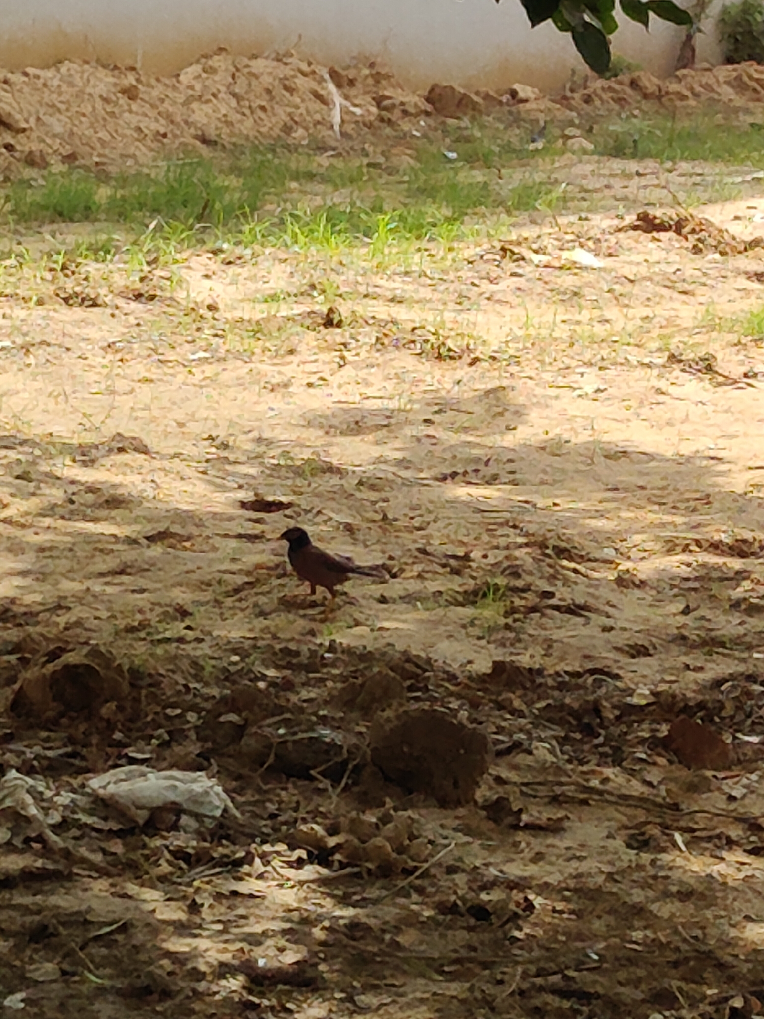 An adult common myna bird is standing on dry, sandy ground in Gurgaon, India. The bird is facing right, with its head turned to the left. It has dark brown and black plumage. The ground is sparsely covered with dry grass and some debris, including a crumpled white plastic bag in the lower left corner. In the background, there is a mound of soil and some green vegetation. The overall scene suggests an outdoor, uncultivated area.