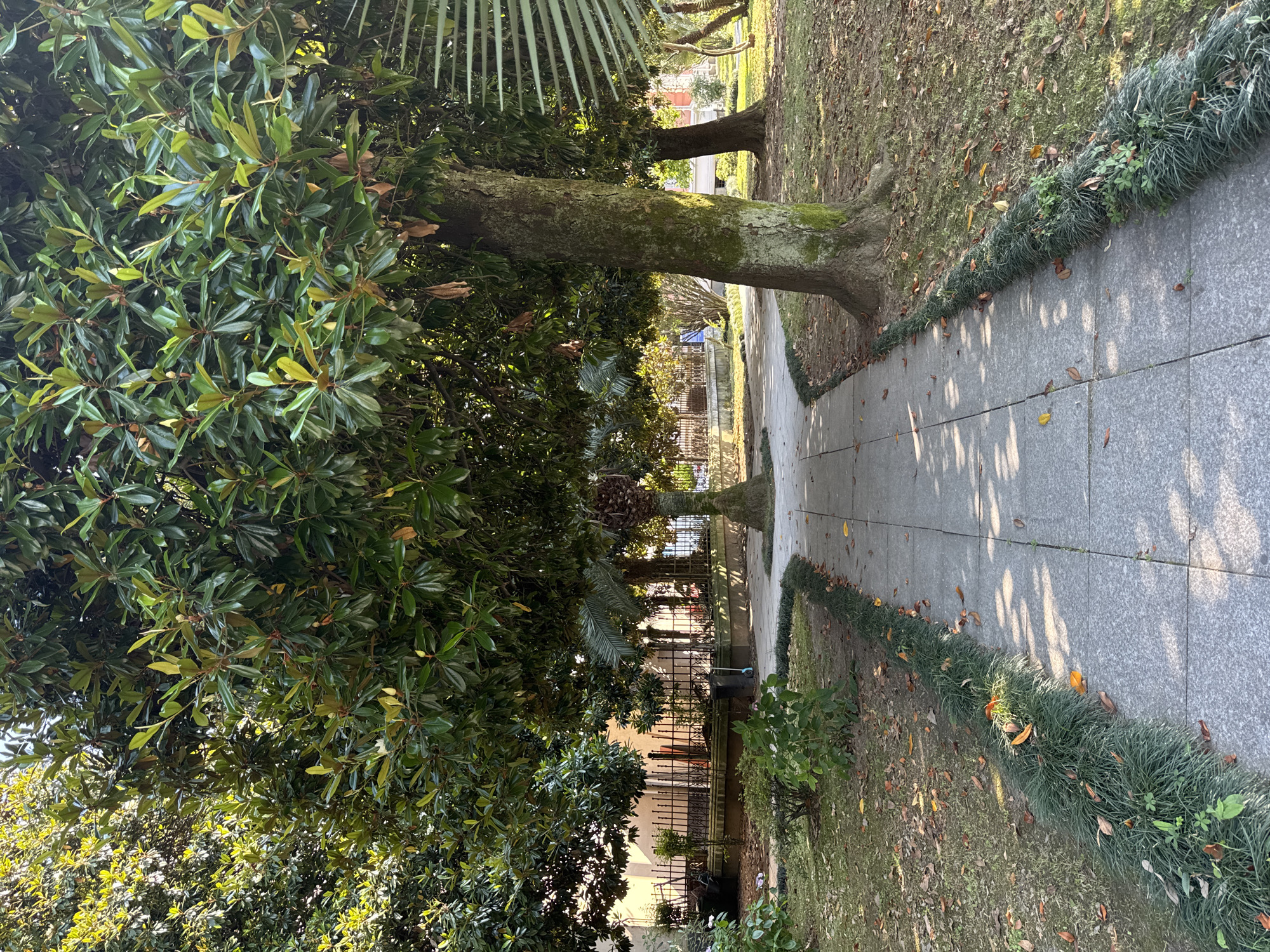 A sun-dappled pathway winds through a park in Batumi, Georgia, lined with lush green grass and scattered autumn leaves. Large, mature trees with thick trunks and dense green foliage dominate the scene, casting shadows on the stone pavement. In the background, a wrought-iron fence encloses a building with a light-colored facade, and palm trees add a tropical touch to the landscape. The overall impression is one of a tranquil, well-maintained urban green space.