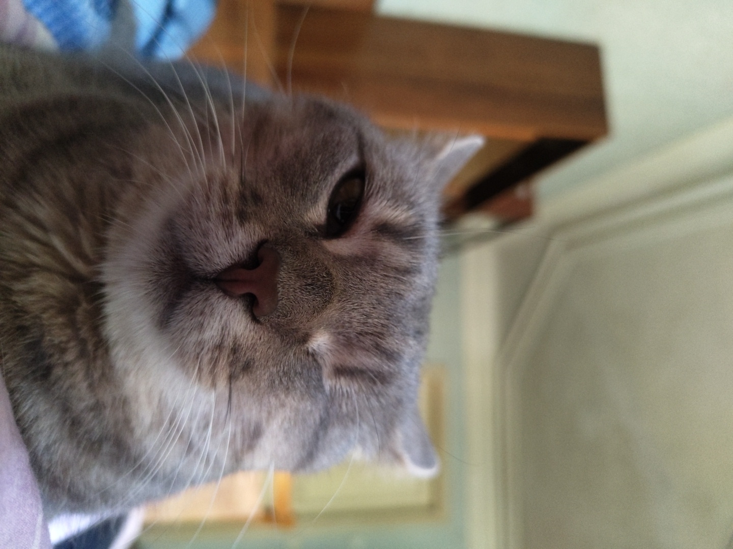 A close-up, eye-level, indoor shot shows a grey tabby cat with its eyes partially closed, as if winking. The cat's fur is short and exhibits distinctive stripes. Its nose is a soft pink, and prominent white whiskers fan out from its muzzle. In the background, out of focus, is a wooden piece of furniture and a lightly colored wall with molding. The overall lighting suggests it is daytime.