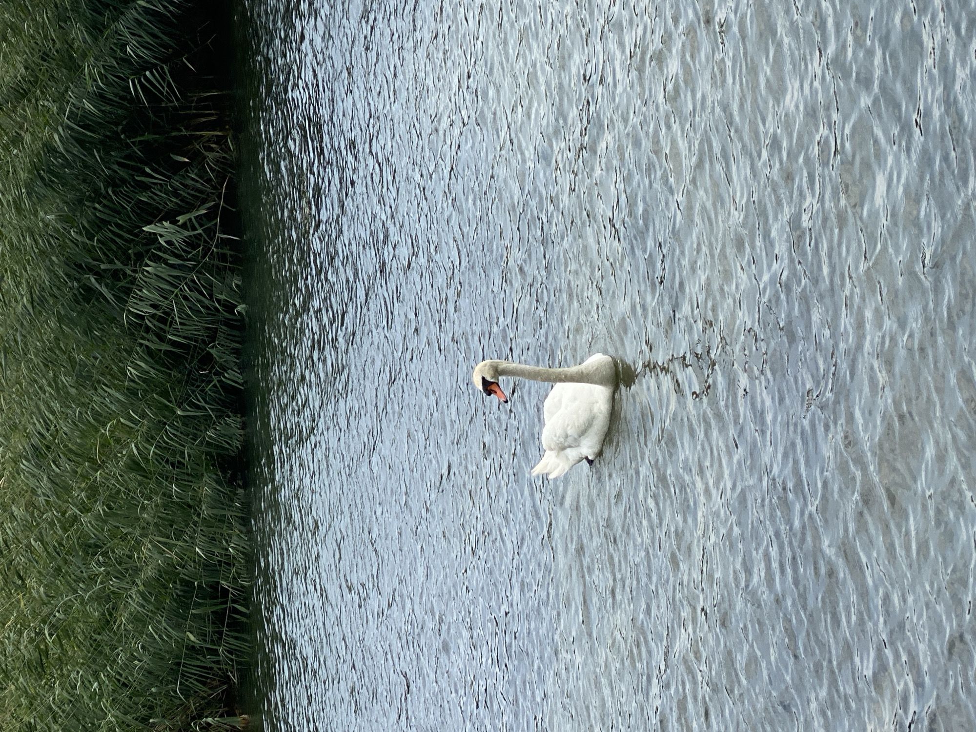A white swan is swimming in a body of water with a reedy bank in the background. The swan is facing to the right and its neck is curved. The water has small ripples on its surface, indicating a gentle breeze. The reedy bank is dense and green, suggesting a natural or park-like setting. The sky is overcast, contributing to the muted colors of the scene. The location is not specified as being in Laténa, Switzerland.