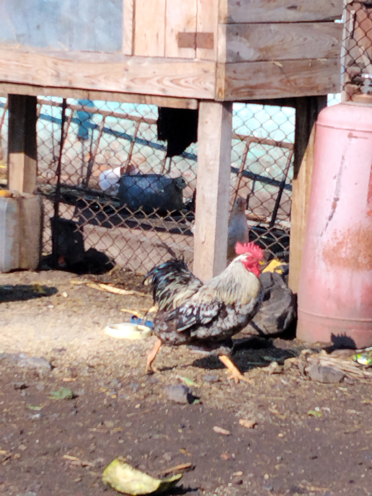 The image depicts an outdoor scene in Ustyvytsia, Ukraine, likely a rural area given the presence of poultry and a rustic chicken coop. In the foreground, a rooster with a red comb and predominantly white and grey speckled plumage is walking on rough, dry ground littered with small debris and a few leaves. Behind the rooster, a large, faded pink cylindrical object, possibly a propane tank, stands vertically.
The background reveals a weathered wooden chicken coop structure, supported by wooden posts and framed by chain-link fencing. Within the fenced enclosure, several chickens are visible, including a few white ones and at least one greyish-brown hen. A dark, amorphous shape, potentially a shadow or a dark object, is present within the coop. Also visible is a grey, somewhat cylindrical object on the left side of the frame, and a yellow plastic container. The overall environment appears to be unkempt, suggesting a functional rather than ornamental setting.