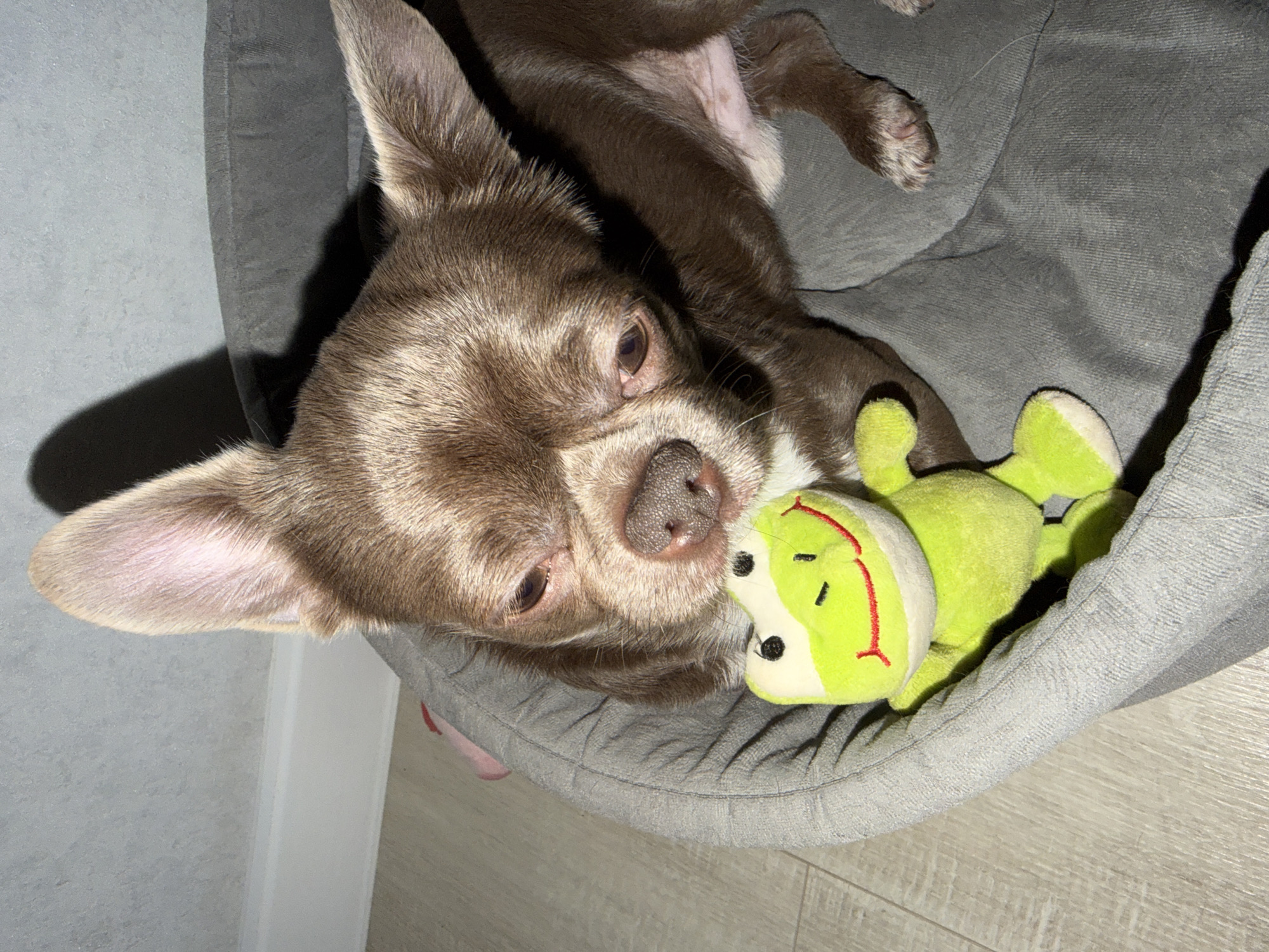 A brown chihuahua rests in a grey dog bed with a green frog toy in its mouth. The background shows a white wall and light wood-patterned flooring. No information is available to determine if the image was taken in Votkinsk, Russia.