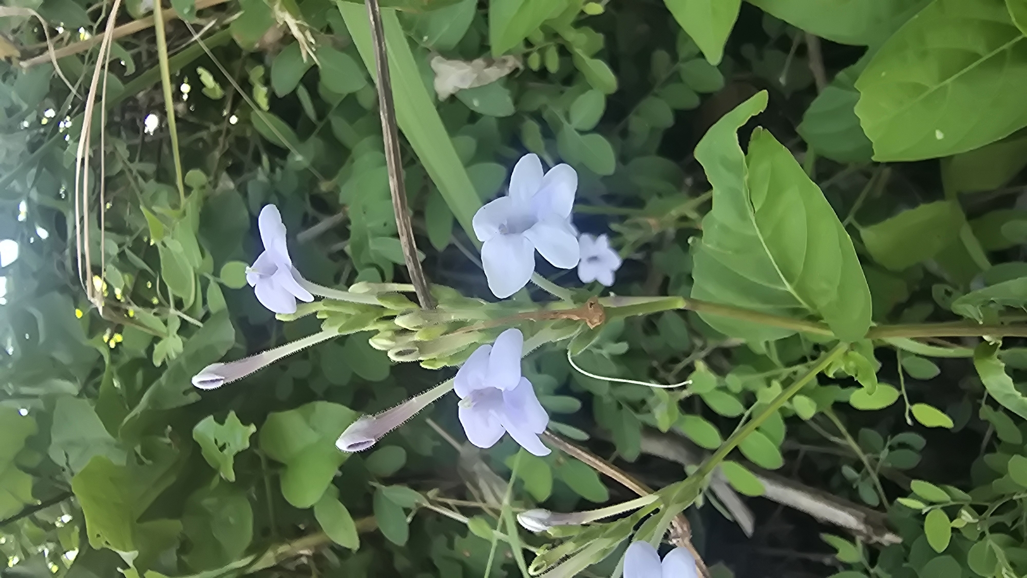 The image presents a close-up view of a flowering plant featuring several delicate, light purple or lavender blossoms and buds. Three fully bloomed flowers are prominent, each displaying a trumpet-shaped form with five distinct petals that flare outwards, revealing a lighter, almost white, central throat. One larger bloom is in the upper central area, while two others are positioned on the left side of the main stem.
Below the open flowers, several elongated, slender buds are visible along the stem, some appearing finely textured or hairy, indicating various stages of development. The main stem of the plant is brownish-green and runs diagonally across the frame.
The background consists of dense, lush green foliage, comprising various leaves of different shapes and sizes, which are softly out of focus, emphasizing the flowers. Some leaves appear broadly ovate, while others are smaller and more rounded, creating a rich tapestry of greenery. Interspersed within the foliage are a few thin, dry, straw-like plant elements.
The lighting suggests natural daylight, providing a soft illumination to the scene without harsh shadows. The overall impression is one of natural beauty and growth in an outdoor, likely garden or wild, setting. No text is visible in the image. This type of flora is consistent with the natural environment found in tropical locations such as Seririt, Indonesia.