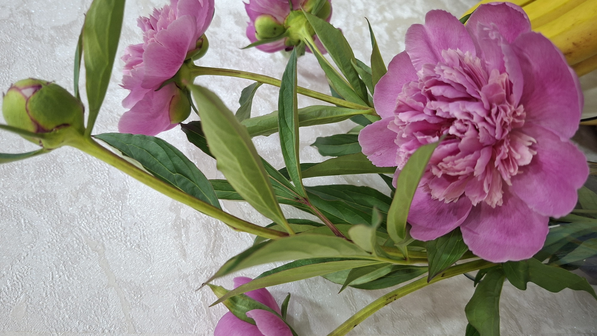 A close-up, vertical shot captures a bouquet of pink peonies against a textured, light-colored wall. In the foreground, a fully bloomed peony displays vibrant pink petals that are intricately layered. Behind it, another peony is partially visible, also in bloom. A prominent green bud, tipped with pink, stands tall on a slender stem, suggesting more flowers are yet to open. Several green leaves and stems interlace, creating a natural and organic feel. The background wall, with its subtle, embossed pattern, provides a neutral backdrop that emphasizes the vivid colors and delicate textures of the flowers. The lighting is soft and diffused, illuminating the scene without harsh shadows. The image does not contain any people or specific landmarks that would indicate a location within the city of Chaikovsky, Russia.