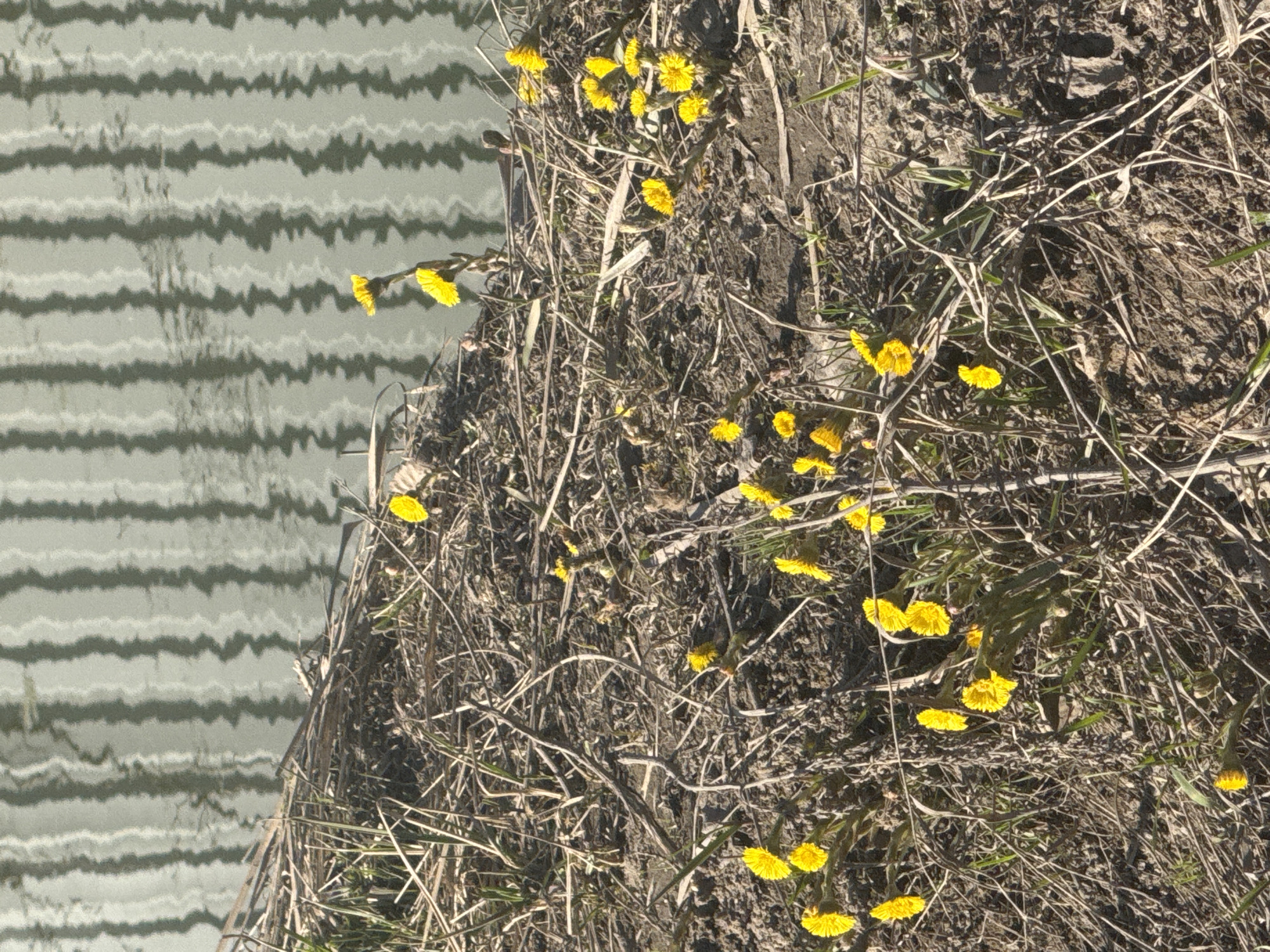 The image depicts a patch of yellow coltsfoot flowers growing on a dry, grassy embankment alongside a body of water with rippled, greyish-green reflections. The ground is covered in dry vegetation and appears to be in a state of early spring. The location is Motyakovo, Russia.