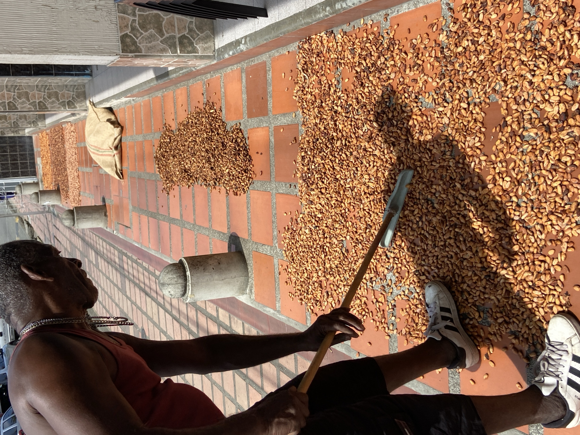 A medium-shot, eye-level image depicts a dark-skinned man sitting on a red brick surface, most likely a rooftop or patio, surrounded by a large quantity of dried cacao beans. The location is likely San José de Barlovento, Venezuela.
The man, presumably involved in cacao production, is sitting with his legs extended towards the right of the frame. He is wearing a red tank top, black shorts, and white sneakers with black stripes. He holds a tool, likely used for spreading the beans, in his right hand.
The cacao beans are spread out in varying densities across the brick surface. There are several distinct piles of beans, with the largest concentration towards the center and right of the frame. A partially filled burlap sack is visible further back, and several pipes or drains are visible on the brick surface.
The environment appears to be outdoors during daylight. The lighting suggests strong sunlight. The image is taken from a slightly oblique angle, adding depth to the scene. The image is horizontally oriented.