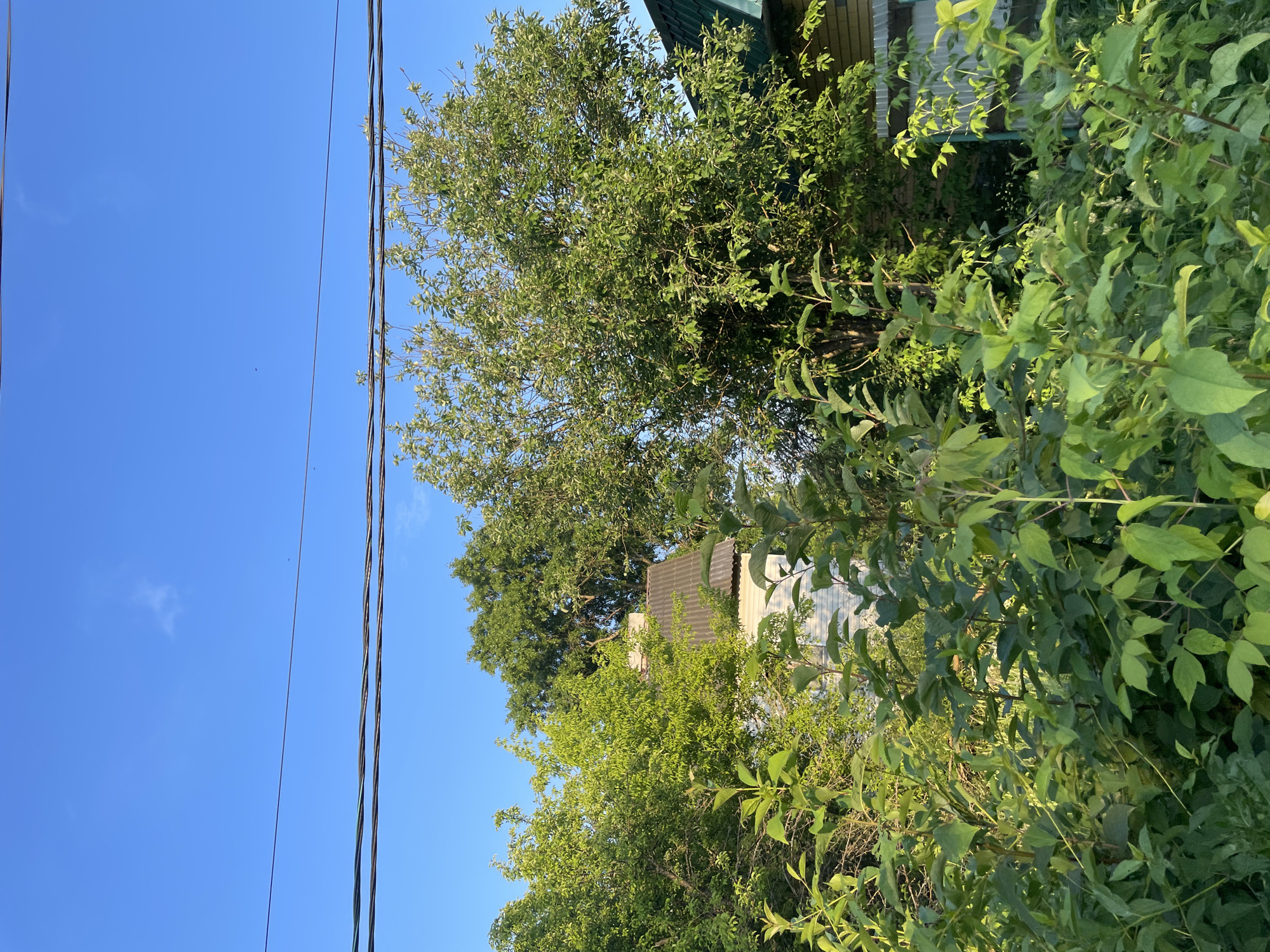 This image depicts an outdoor scene at a residential property in the city of Prudy, Russia. The foreground is dominated by lush green foliage, with several leafy plants and bushes obscuring the view. Behind the vegetation, a white building with a corrugated metal roof is visible, partially hidden by trees. To the right of this building, a section of another structure with a green corrugated metal roof and light-colored wooden siding can be seen. The background consists of a clear blue sky, with several black electrical wires stretching across the upper portion of the frame. The overall impression is one of a semi-rural or suburban setting, with nature encroaching on man-made structures.