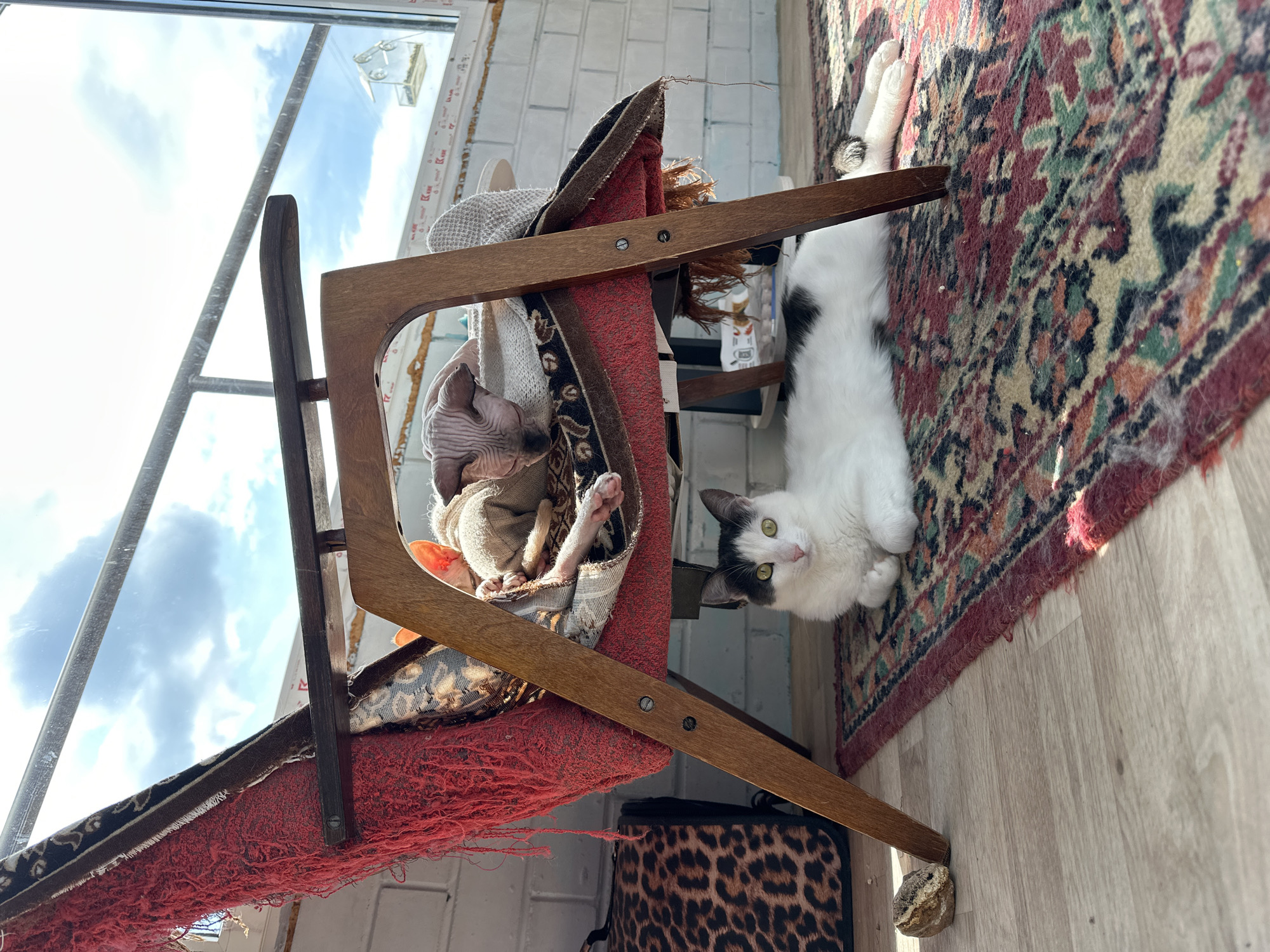 This image captures a sunlit indoor scene in Vladimir, Russia, likely during the daytime given the bright natural light streaming through a large window. The main subjects are two cats, one a hairless Sphynx cat nestled within a vintage wooden chair draped with various textiles, and another fluffy white and black cat lounging on a patterned rug.
The Sphynx cat is draped in what appears to be a light-colored knitted garment, its wrinkled skin visible. It's partially obscured by the chair's upholstery and a patterned throw. The other cat, with striking green eyes, is stretched out on a richly colored Persian-style rug, its paws extended. The rug itself is detailed with intricate geometric patterns in shades of red, green, black, and cream, and shows signs of wear and some stray pet hair.
The chair is made of dark wood with a curved design, and its seat and back are covered in worn, textured fabric, predominantly red, with other patterned fabrics also visible. Beneath the chair, a leopard-print bag or case is partially visible. The floor is light-colored laminate.
The overall setting suggests a relaxed, domestic environment. The strong sunlight casts distinct shadows and highlights, indicating it's likely daytime. The bright sky visible through the window suggests fair weather. The scene conveys a sense of comfort and quietude, with the animals enjoying the warmth of the sun. No visible text is present in the image.