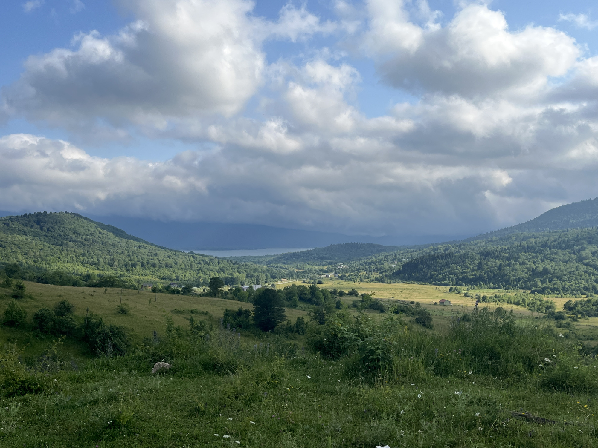 The image depicts a panoramic view of a lush, mountainous landscape with a body of water in the distance, likely Lake Shaori, near Nikortsminda, Georgia. The foreground is dominated by a grassy field dotted with wildflowers and tall green grass. A solitary sheep is visible grazing in the middle ground of the field. The middle ground also features scattered trees and a few small buildings, suggesting a rural settlement. The background consists of rolling, tree-covered hills and mountains, with a vast expanse of sky filled with dramatic, white and gray clouds. The overall impression is one of natural beauty and rural tranquility.