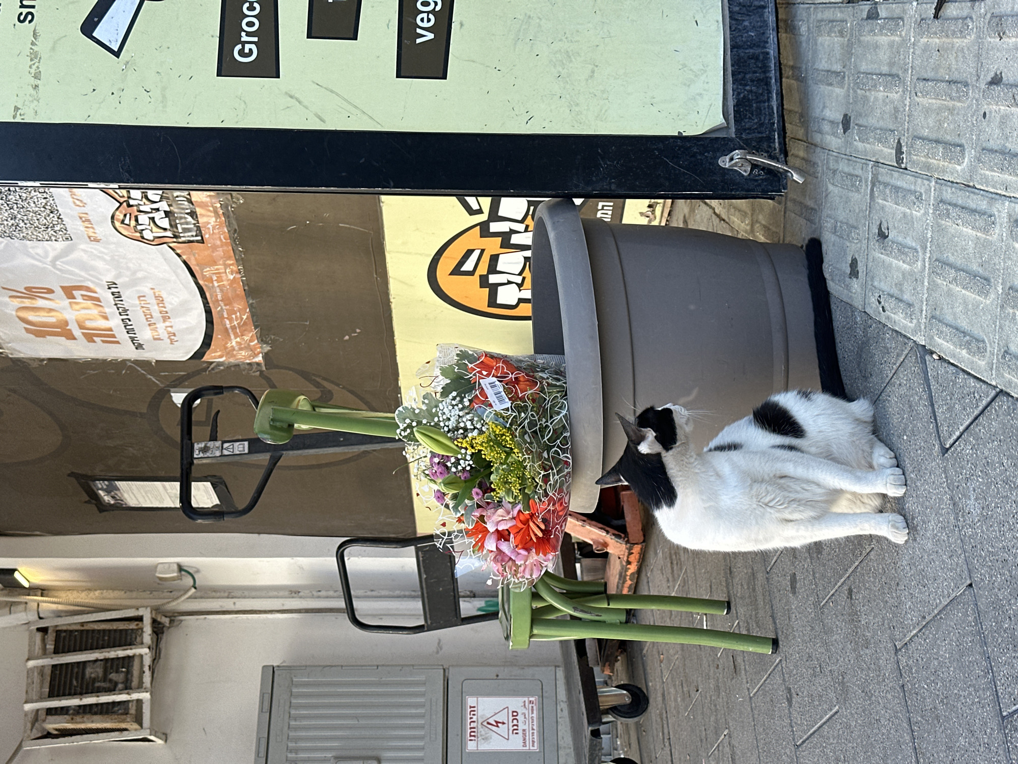 A black and white cat sits on a paved sidewalk in front of a large, gray planter. The cat is facing to the right, with its head turned to look over its shoulder. Behind the cat and planter, there is a bouquet of flowers wrapped in clear plastic. To the left of the planter, there is a green chair with a black seat and backrest. Further to the left, a gray industrial cart with wheels is parked. Above the cart, a metal box with a grille is mounted on a white wall. There is also a sign with red text and a lightning bolt symbol on the gray box. The background consists of a textured wall with posters and writing in Hebrew. A green and black sign with the word "Groce" is visible on the right side of the image. The scene appears to be in an outdoor urban setting in Tel-Aviv, Israel, possibly near a shop or market.
