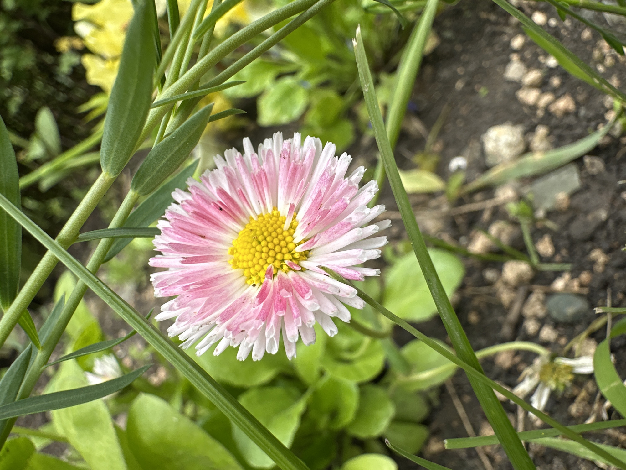 This close-up outdoor photograph features a single, vibrant daisy-like flower, likely a Bellis perennis 'Pomponette' or similar cultivar, as its central subject. The flower displays numerous delicate petals, transitioning from a rich pink at their base to a pure white at their tips, creating a soft, variegated appearance. Its prominent center is a dense cluster of bright yellow florets.
The flower is surrounded and partially framed by slender, green grass blades and other soft, green foliage, some of which are slightly out of focus, suggesting a natural garden or grassy setting. In the background, further blurred green leaves and patches of dark soil with small stones are visible. Hints of other flowers, including some yellow blossoms (possibly buttercups or similar) and a faded white flower, are also subtly present in the background, adding depth to the scene.
The lighting appears to be natural and bright, suggesting it is daytime. The overall impression is one of a peaceful, thriving garden environment. There are no people, visible text, or specific activities taking place. The location context provided is Stavropol, Russia, which aligns with the type of flora depicted.