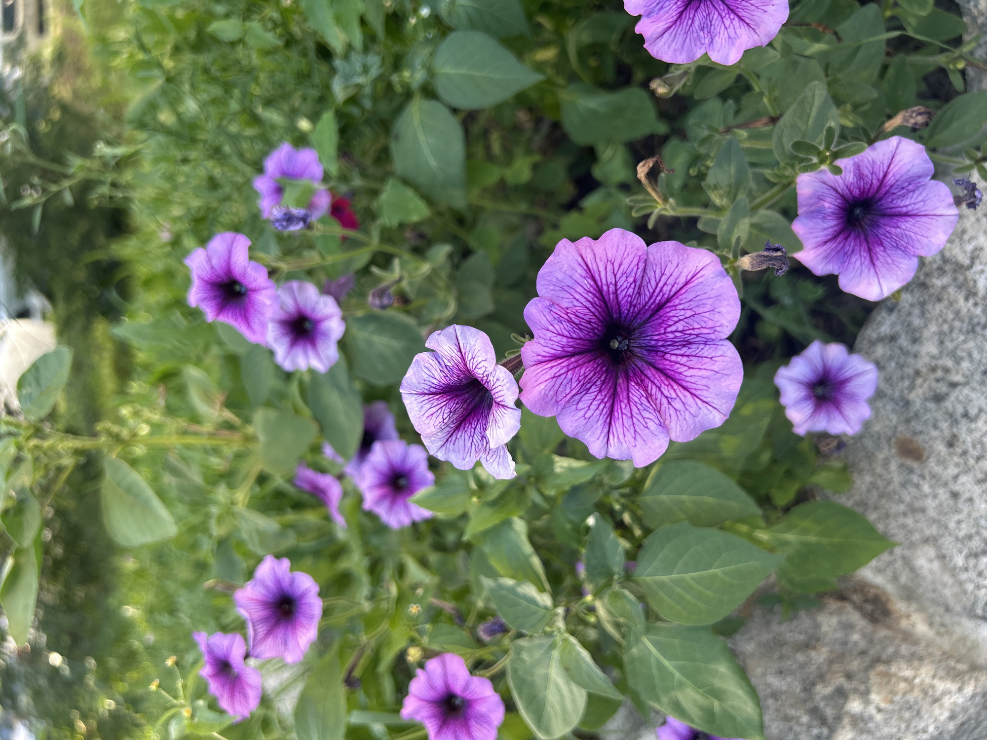 The image shows a close-up of several purple petunia flowers with dark purple centers. The flowers are in bloom and have delicate veining on their petals. They are surrounded by green leaves and stems. In the background, there is more greenery, suggesting an outdoor setting. A grey, textured surface, possibly a rock or concrete, is visible in the lower left corner. The lighting suggests it is daytime, possibly overcast, as there are no harsh shadows. The image is in focus on the flowers, with the background being slightly blurred. There are no people or animals visible in the image. The location in Khabarovsk, Russia is not discernible from the visual elements presented.
