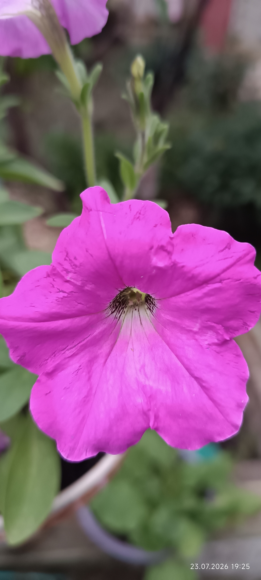 This is a close-up, vertical, portrait-oriented photograph of a single, vibrant pink petunia flower in full bloom. The flower dominates the frame, its five-petaled corolla displaying subtle striations and a delicate, ruffled edge. The center of the flower is a darker hue with fine black and white filaments. The flower stem, a light green, is visible extending upwards and to the left. The background is softly blurred, consisting of green foliage and hints of brown earth or a pot, suggesting an outdoor garden setting. In the bottom right corner, a timestamp reads "23.07.2026 19:25". The image was captured in Bohnatove, Ukraine. There are no people or animals present in the photograph.